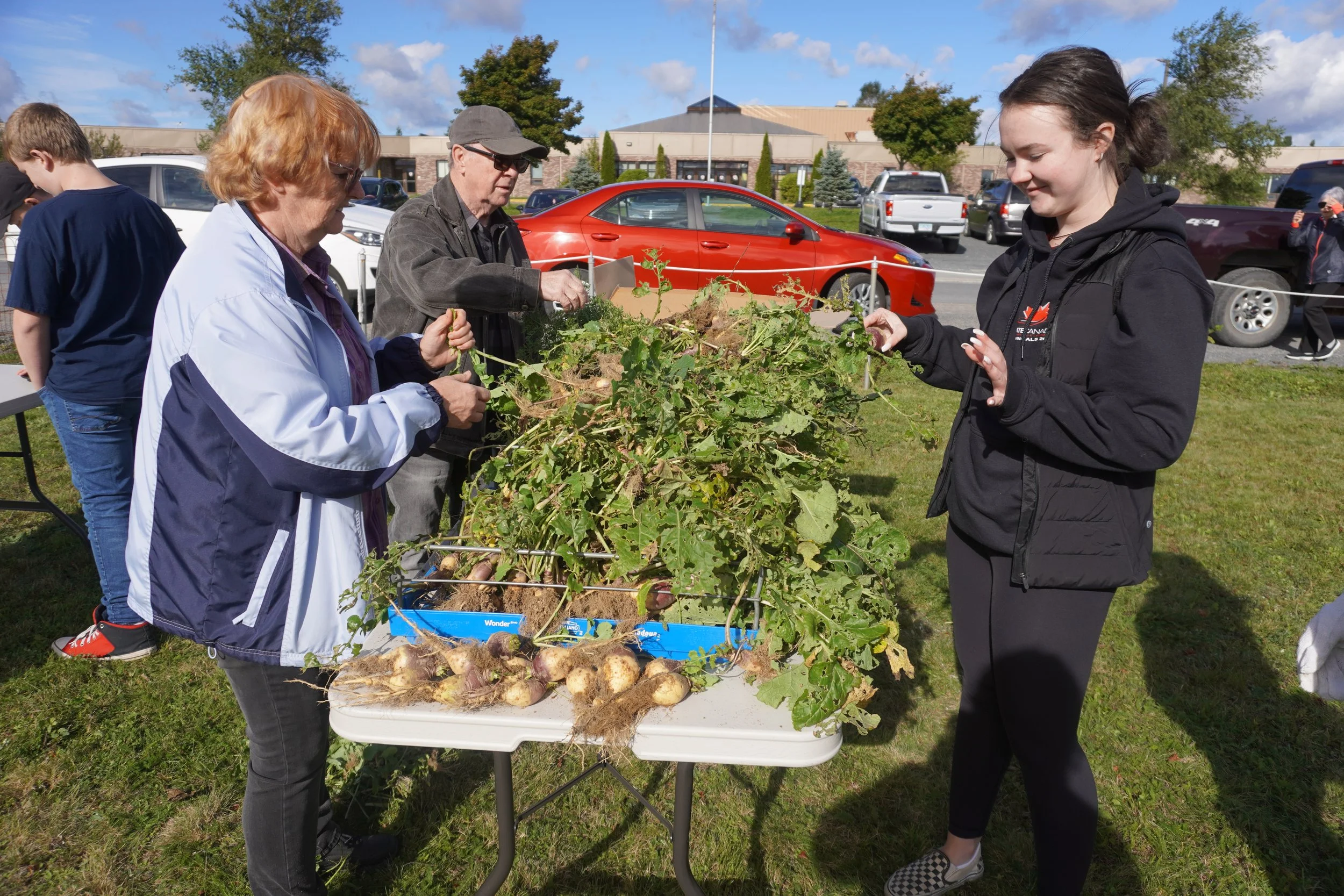 People gathered around a table with freshly harvested root vegetables, likely turnips, during an outdoor event on a sunny day in a parking lot.