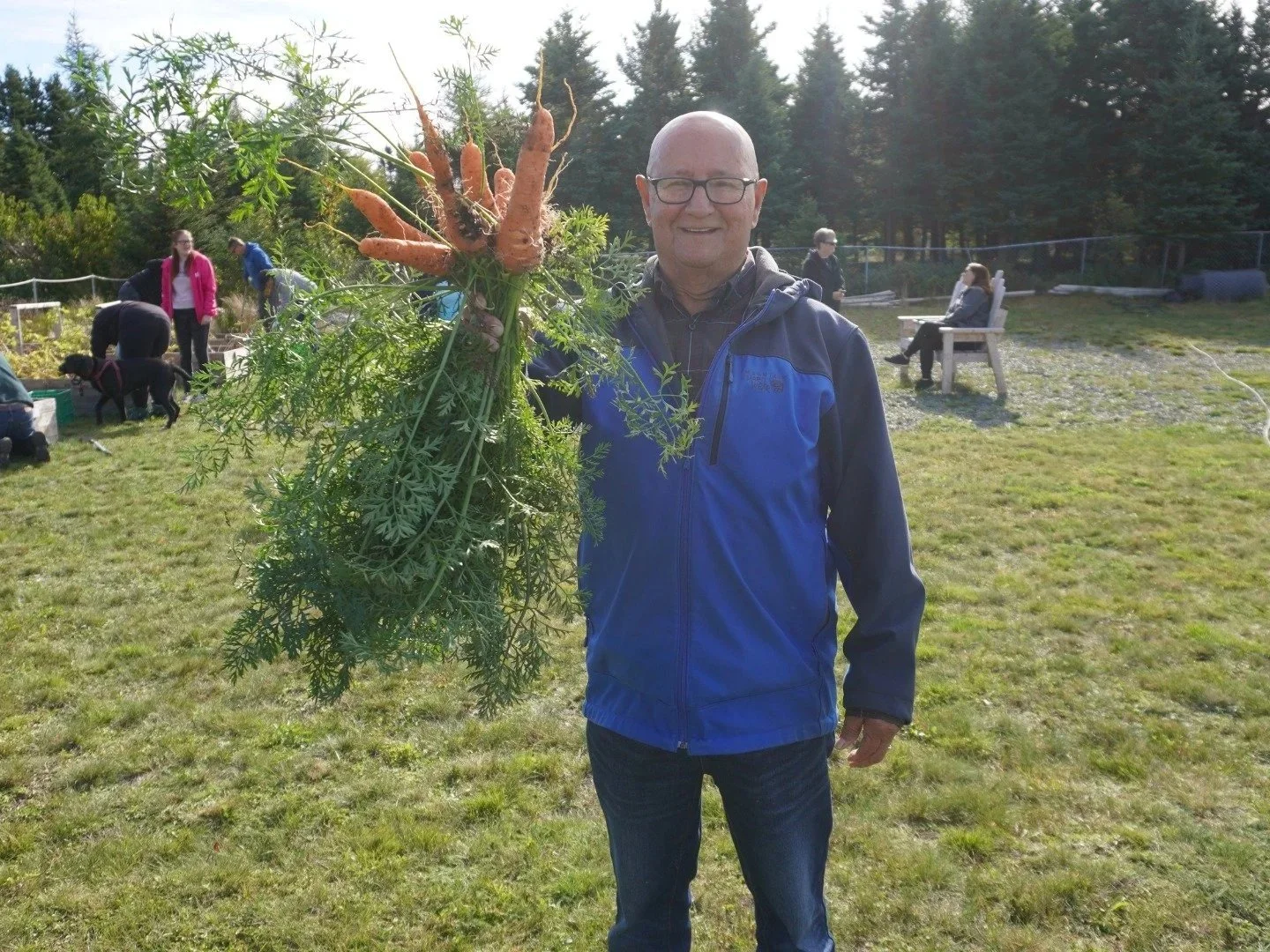A man is holding a large bundle of freshly harvested carrots with green tops in an outdoor garden setting, with other people working in the background.