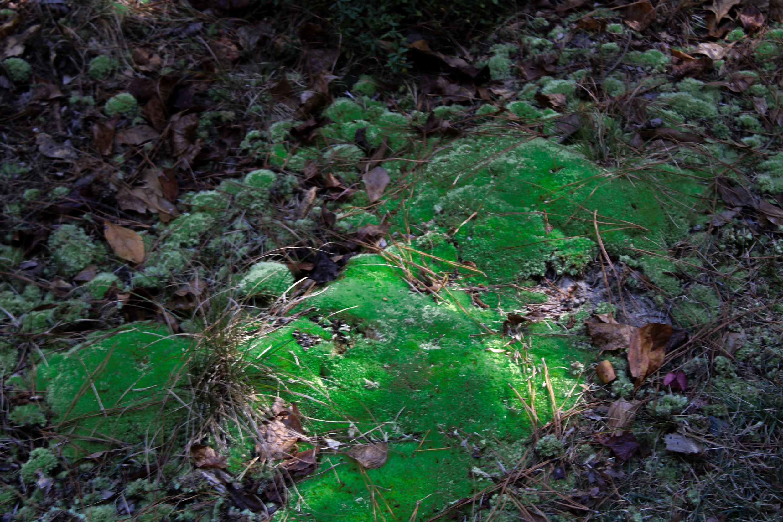 Green moss growing on the ground among brown fallen leaves, twigs, and grass in a forest setting.