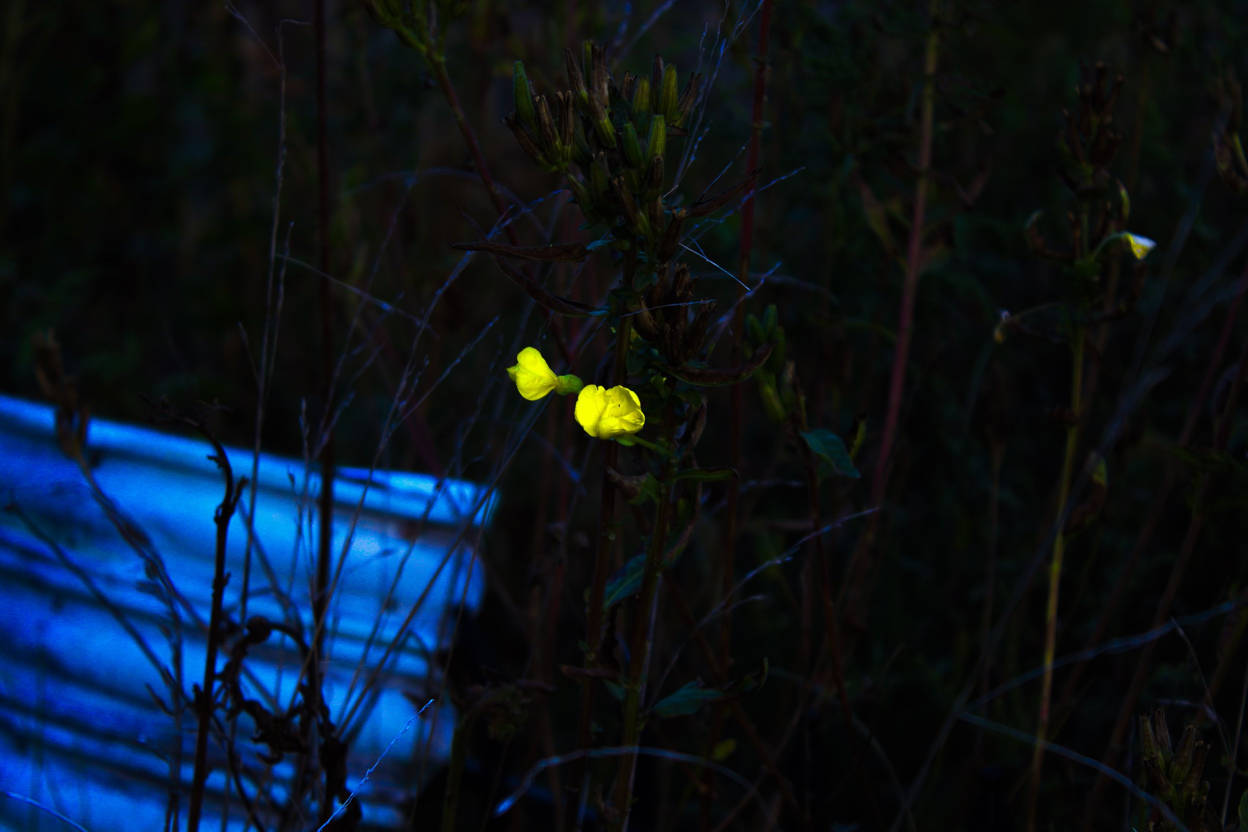 A glow-in-the-dark yellow flower growing amidst dark foliage illuminated with a blue light in the background.