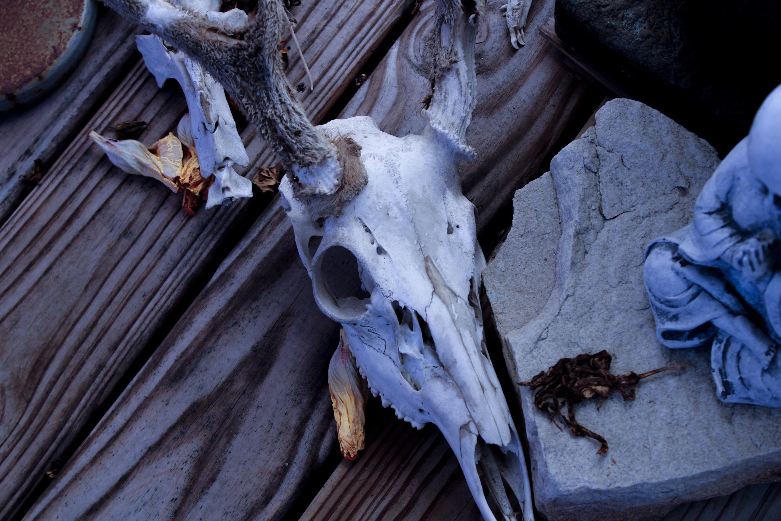 Animal skull lying on a wooden surface surrounded by rocks and dried leaves.