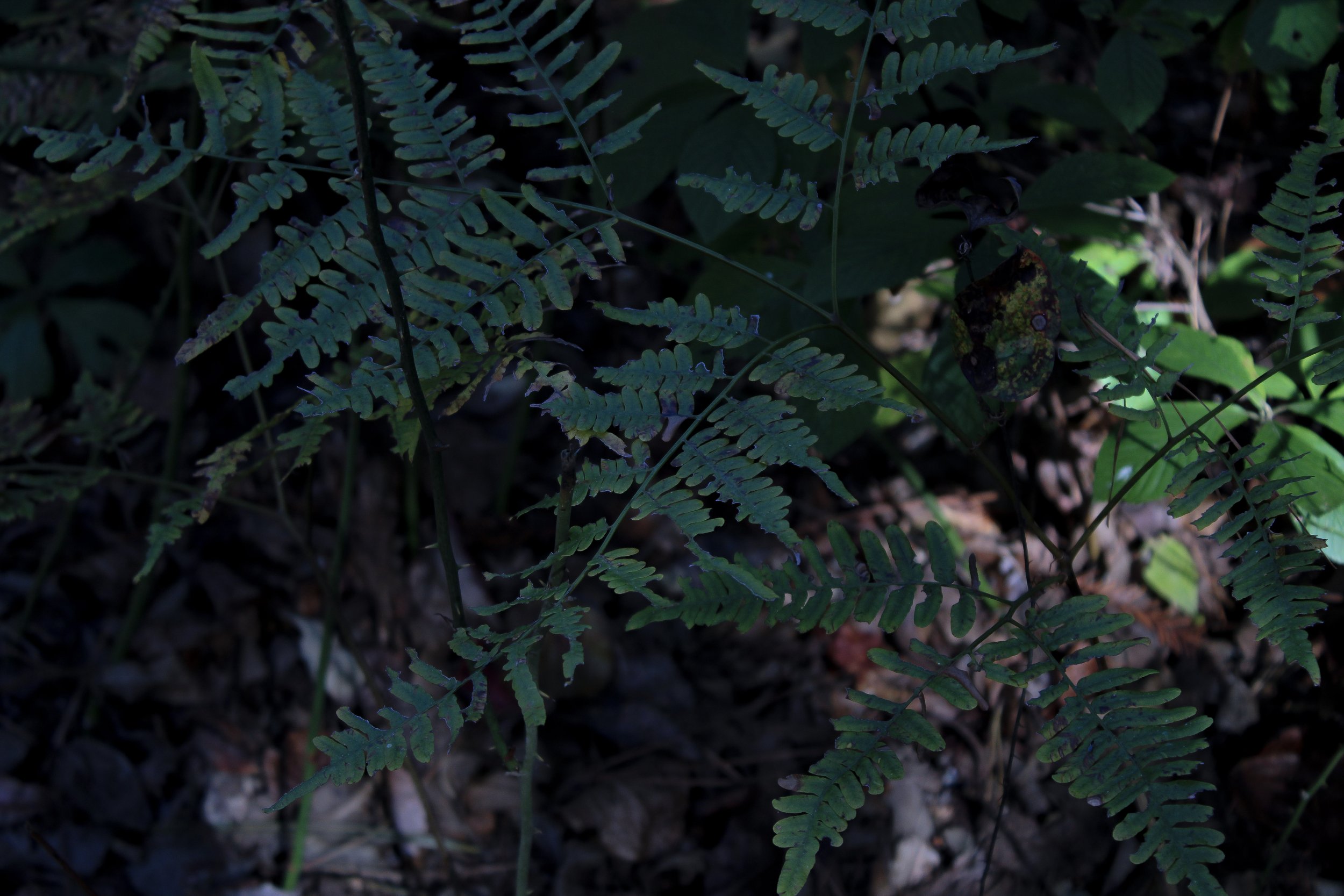 Close-up of fern leaves growing in a forest with dappled sunlight and soil visible underneath.