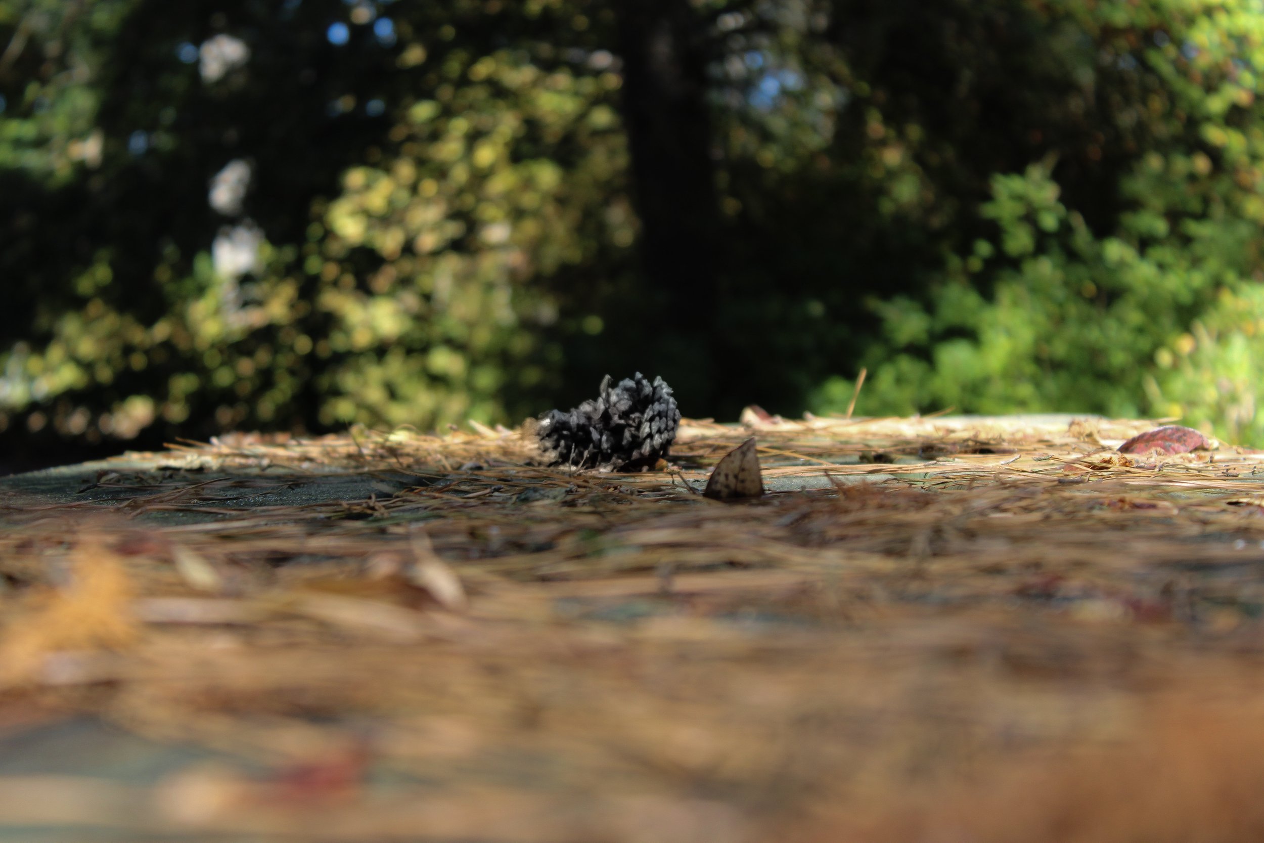 Close-up of a black pine cone on a bed of fallen leaves and pine needles, with a blurred background of trees and sunlight filtering through the foliage.