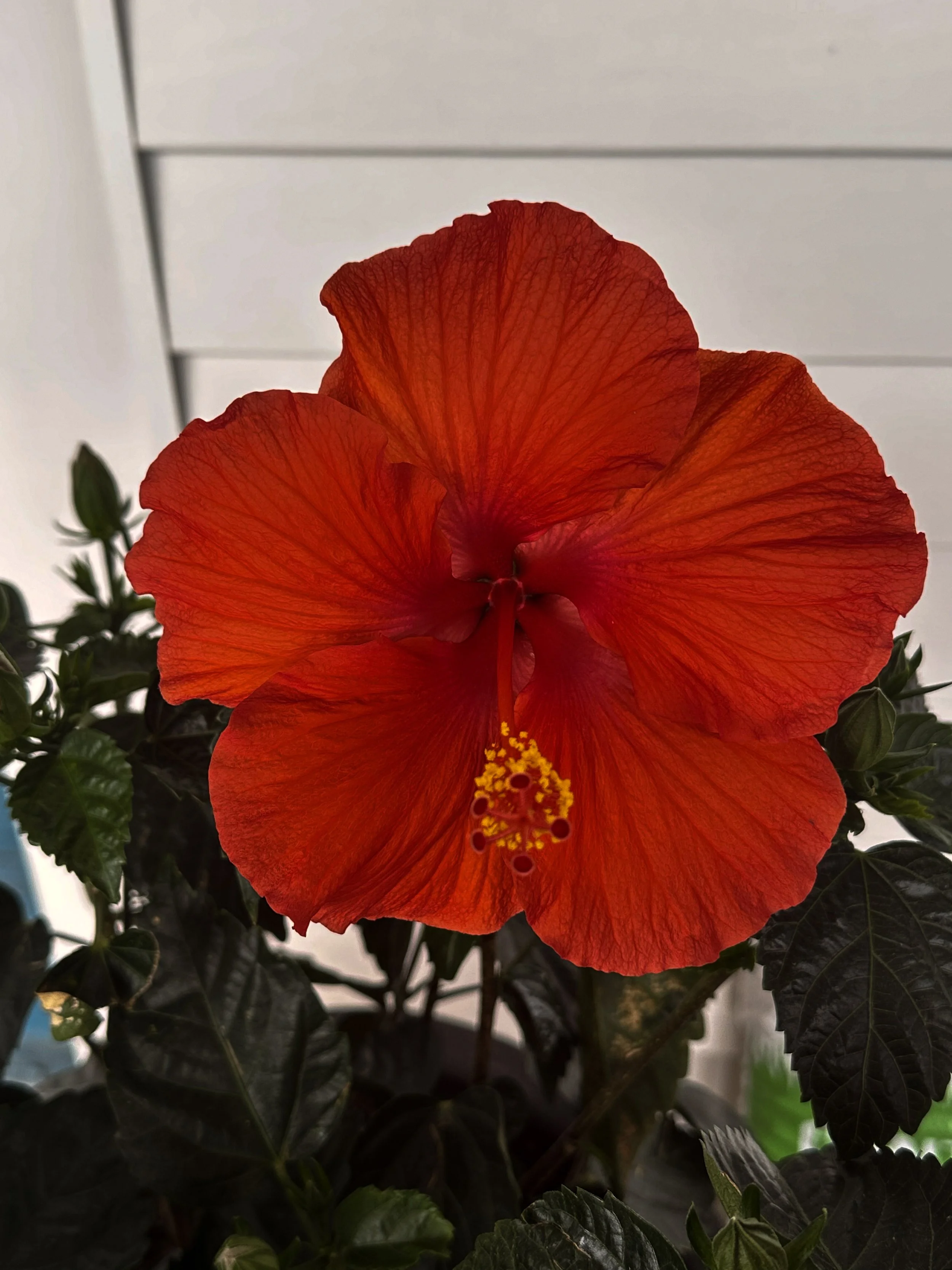 A close-up of a red hibiscus flower with yellow pistil, surrounded by green leaves, against a background of a white wall with horizontal panels.