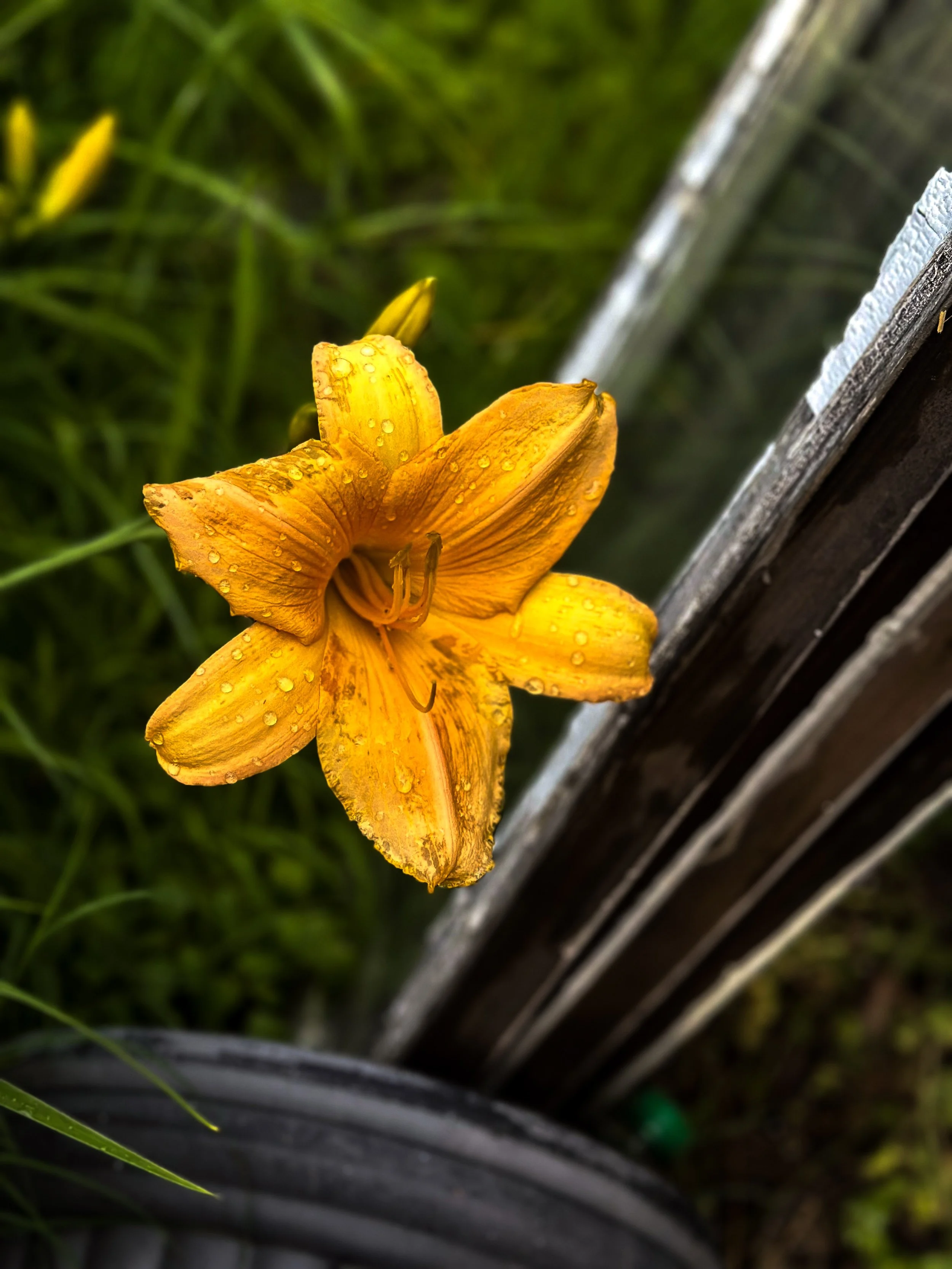 A yellow daylily flower with water droplets on the petals, growing beside a wooden fence.