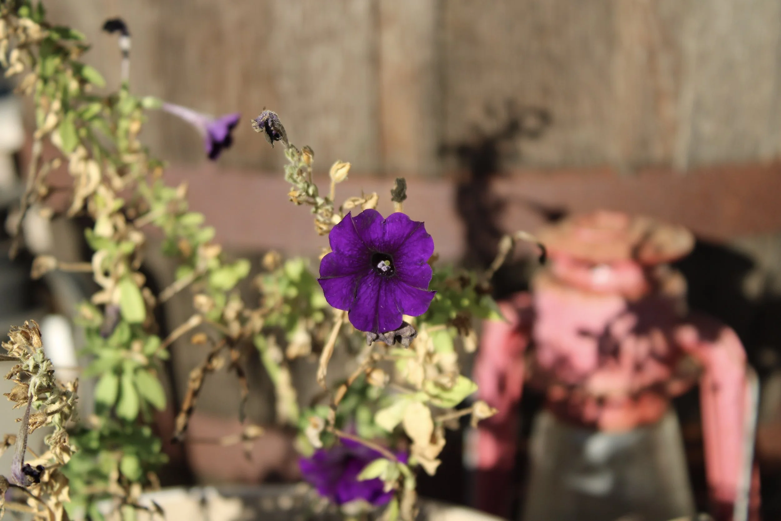 Close-up of a purple petunia flower among withered flowers in outdoor garden setting.