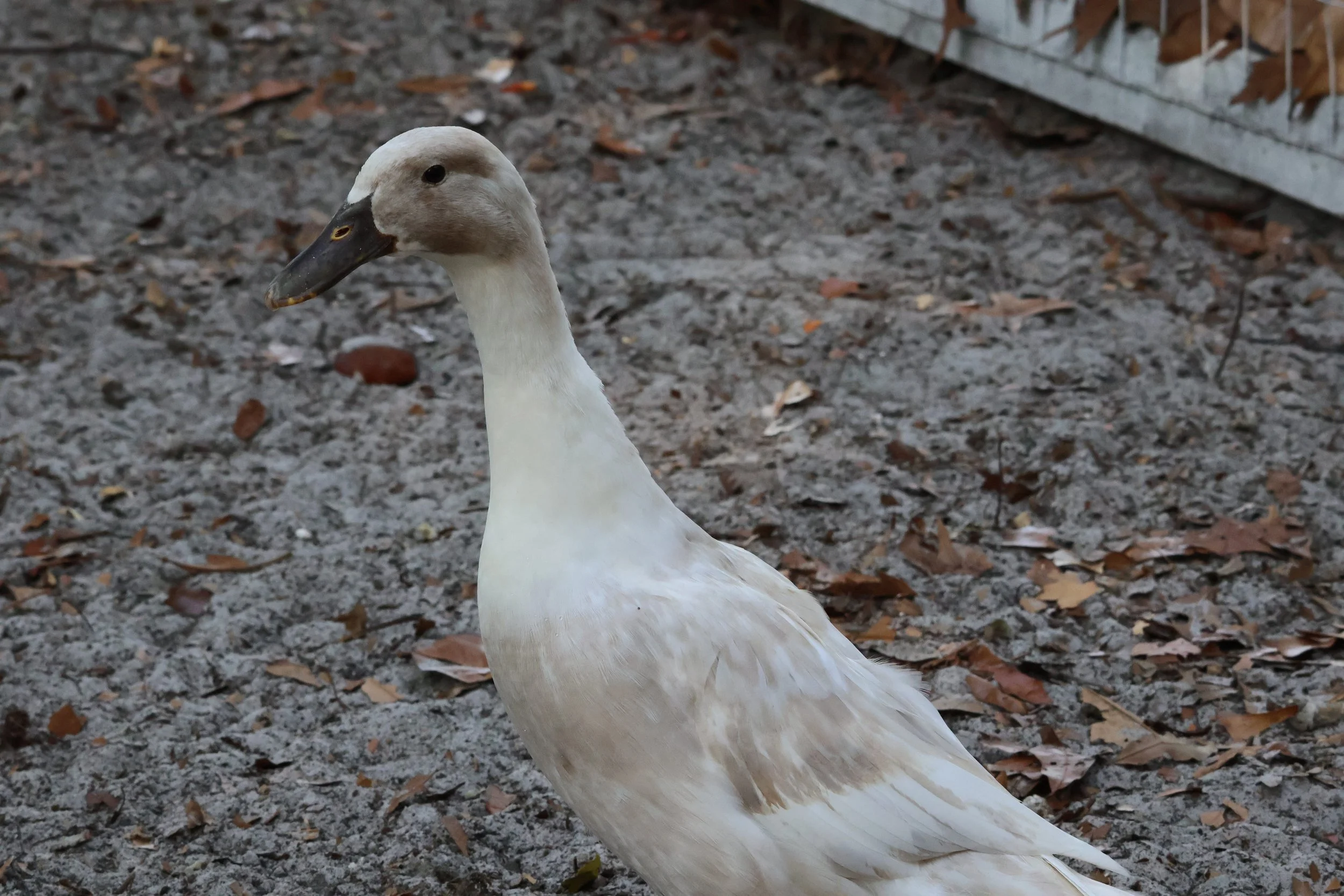 Rooted Day Experience