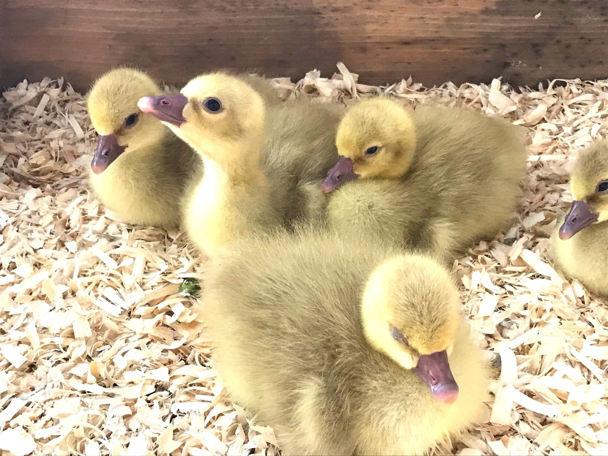 A group of goslings sleeping on wood shavings.