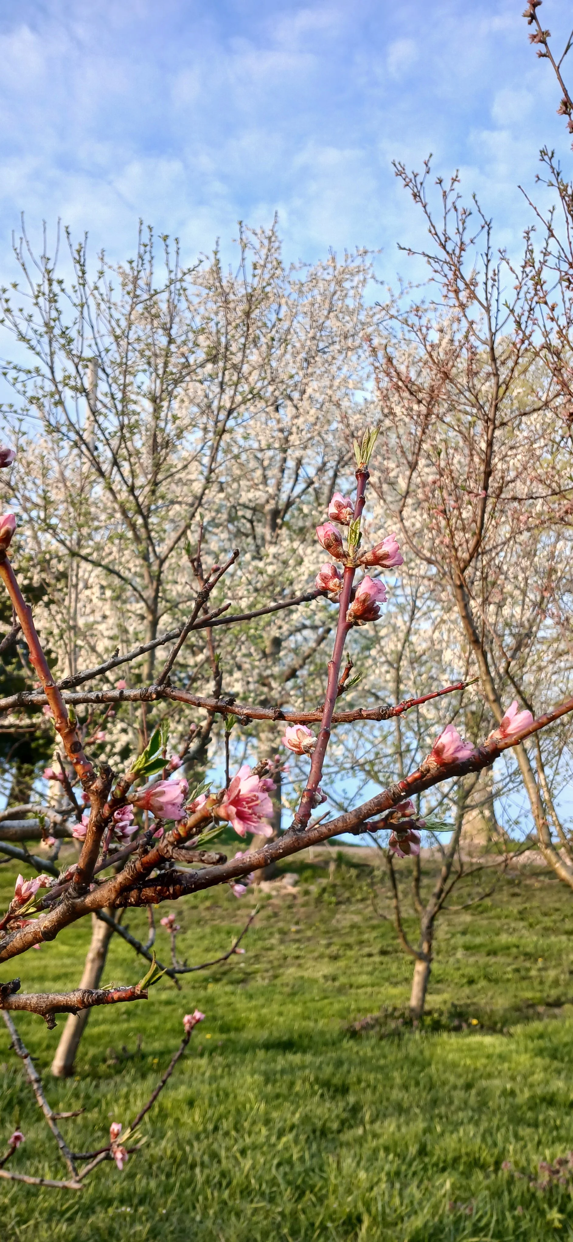 Close-up of pink blossoms on a tree branch with a background of blue sky and other blooming trees.