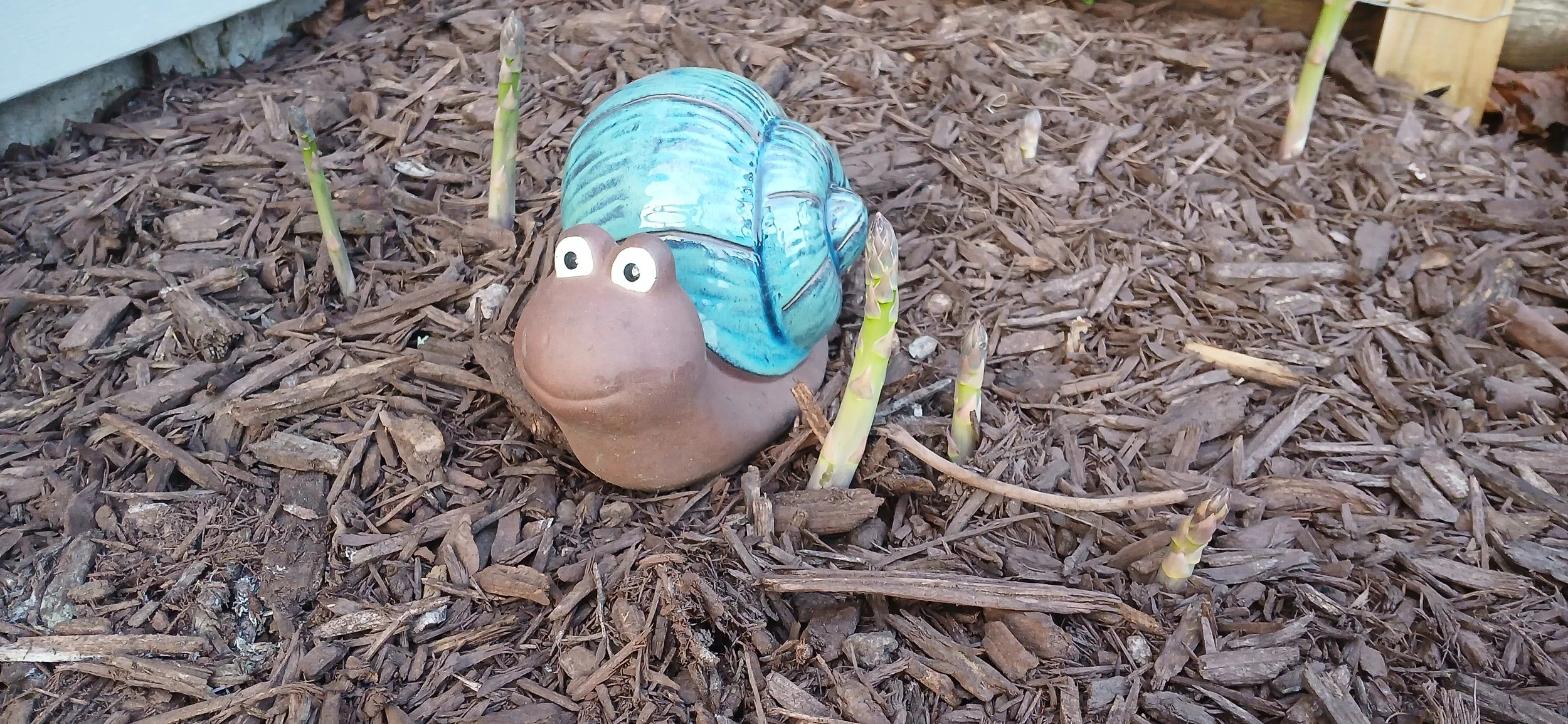 A garden sculpture of a snail with googly eyes, a brown head, and a blue shell, surrounded by budding asparagus shoots in mulch near a house wall.