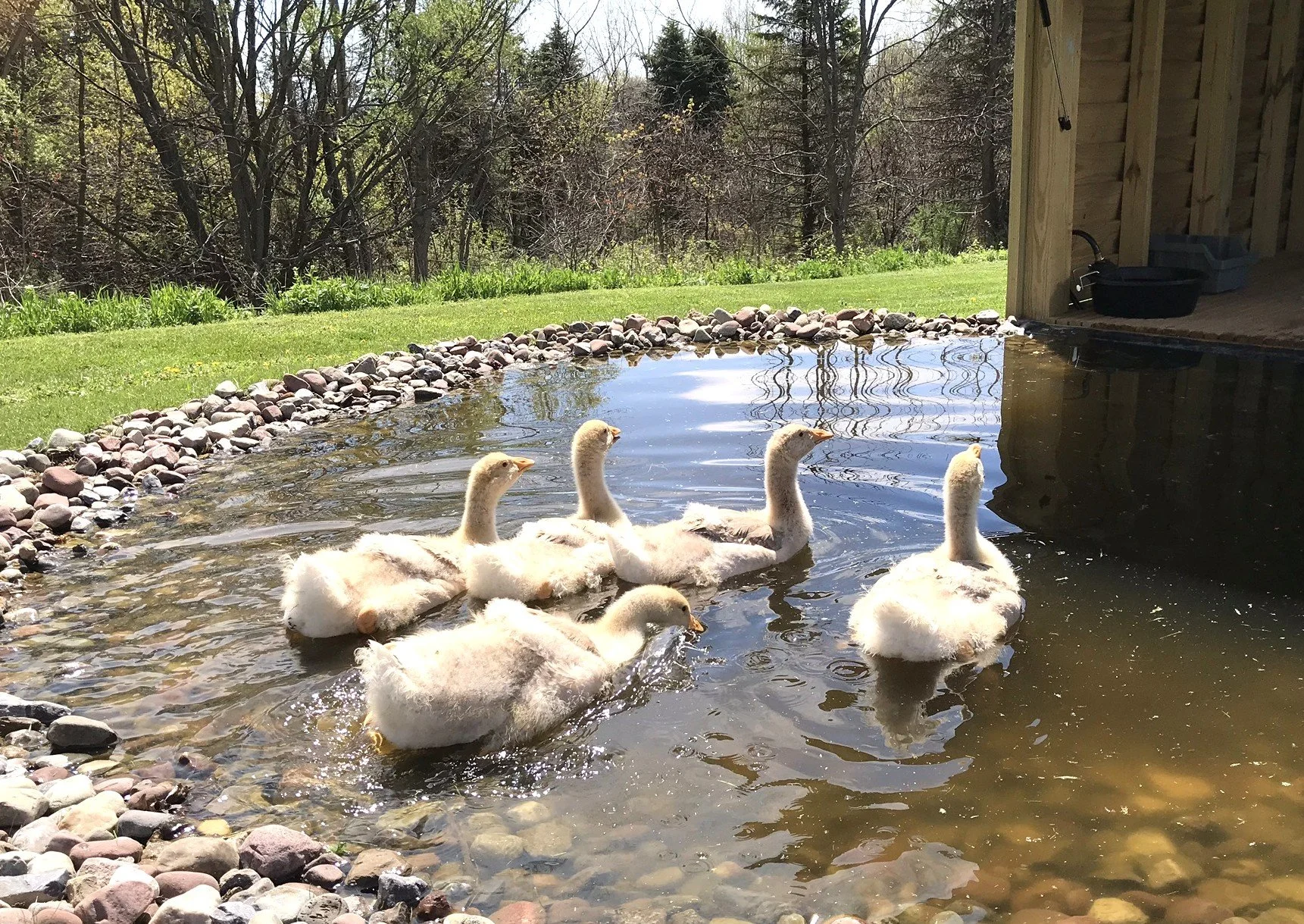 Six baby geese swimming in a small pond near a grassy area and a wooden structure, with trees and foliage in the background.