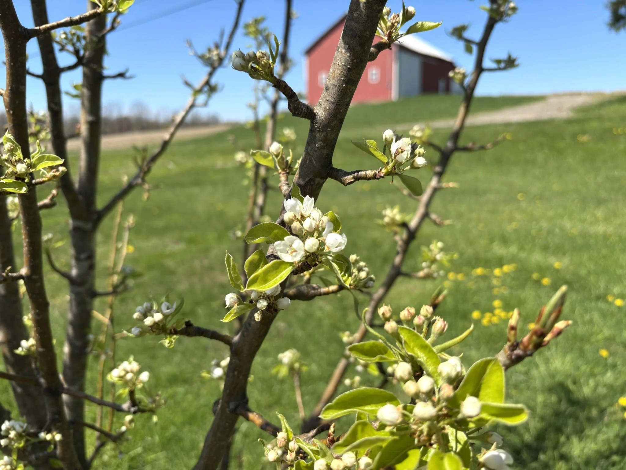 Close-up view of a blossoming pear tree branch with white flowers and green leaves against a backdrop of green grass, a red barn, and a blue sky.