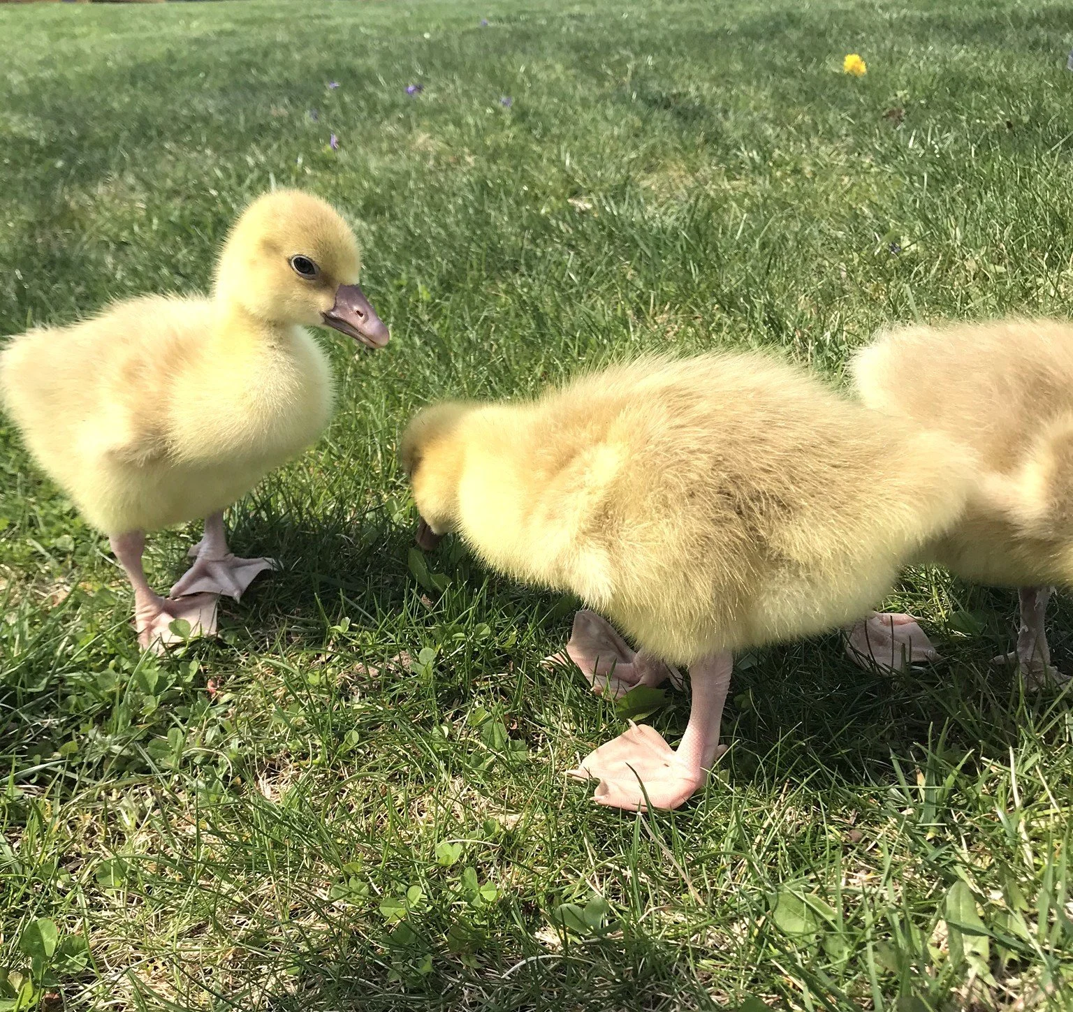 Three goslings with yellow fluffy feathers standing on green grass, two facing away and one turned slightly to the side.