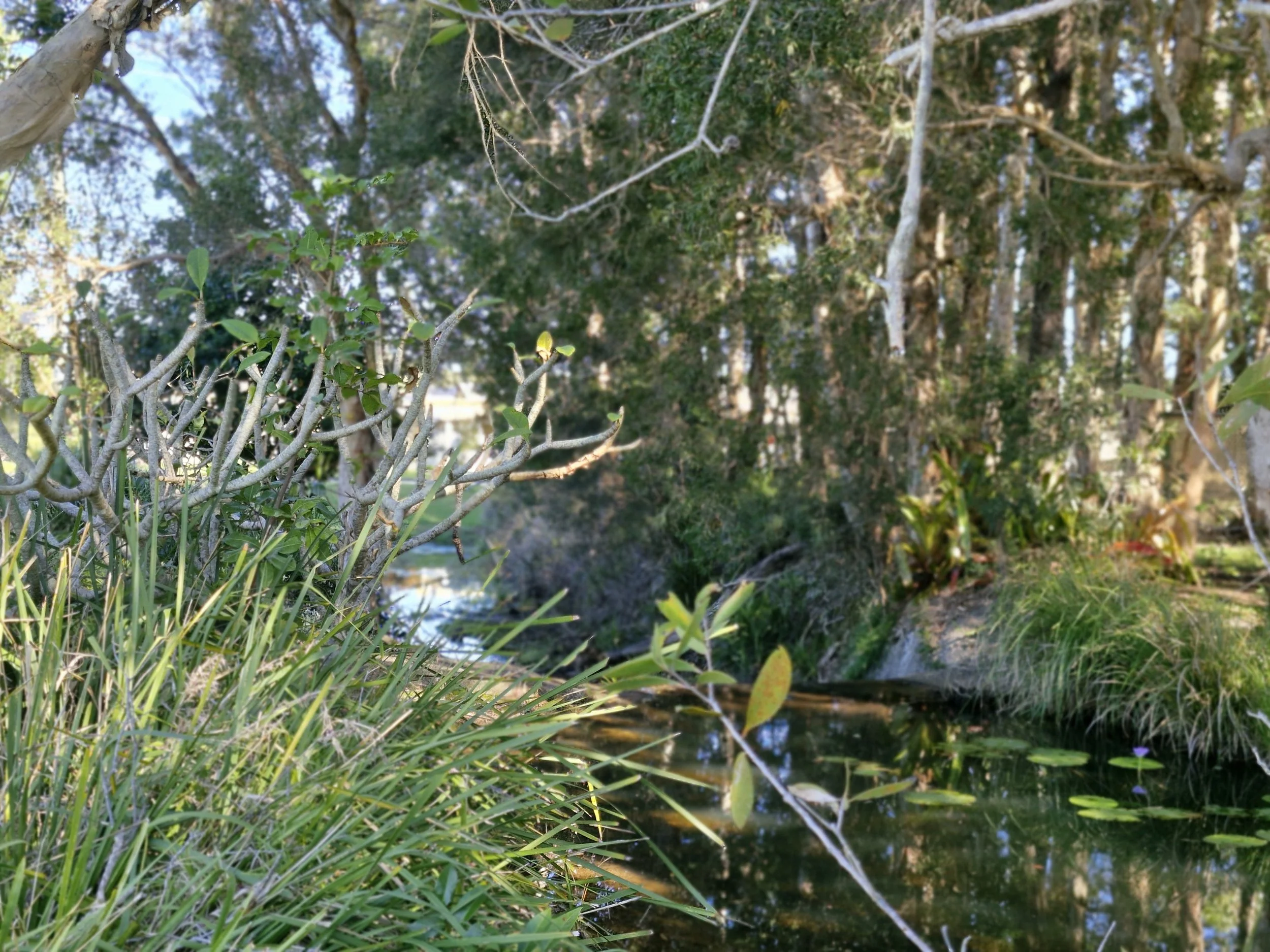 Nature.jpg