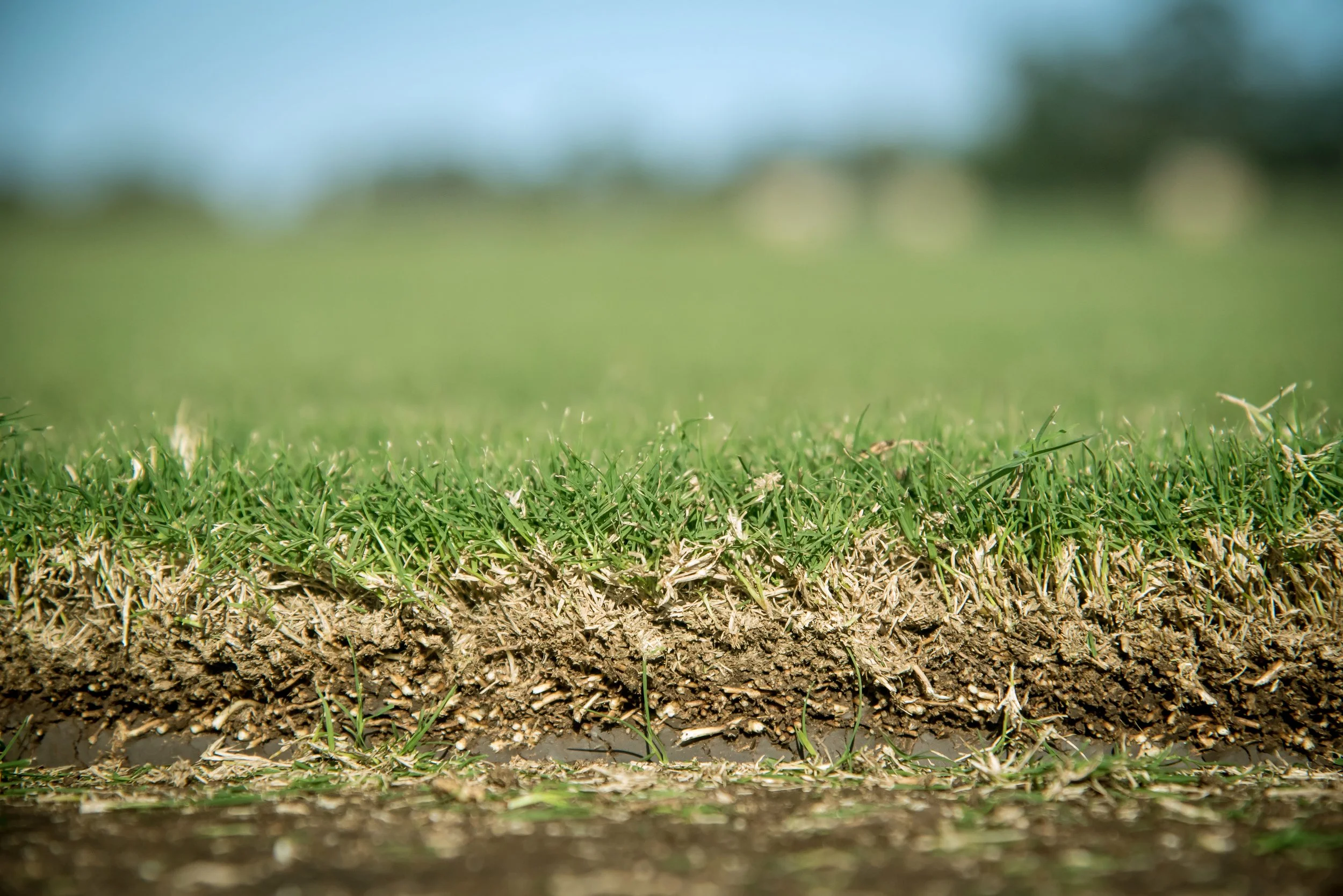 HunterTurfCo-50.jpg