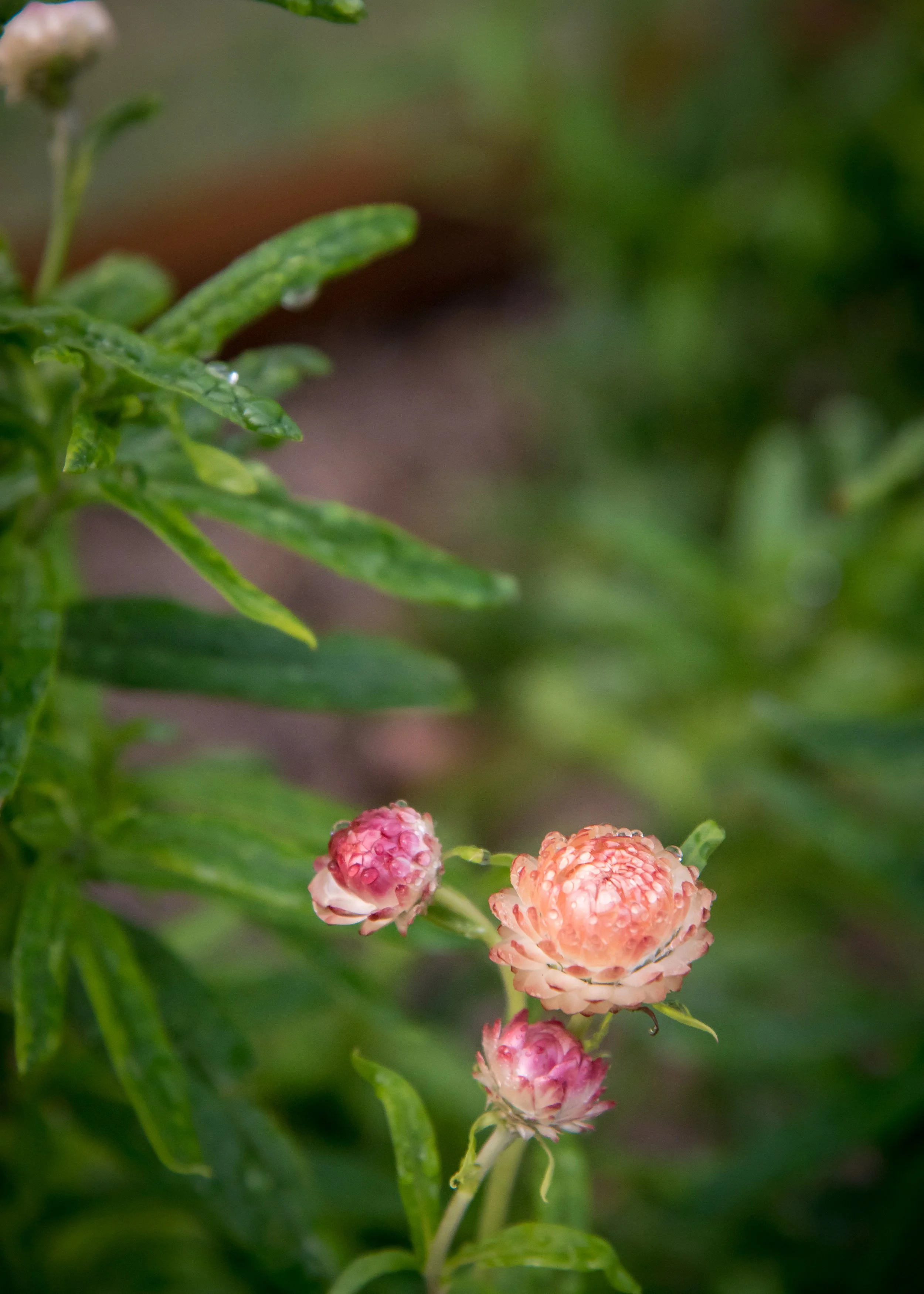 EllaFlora-61.jpg
