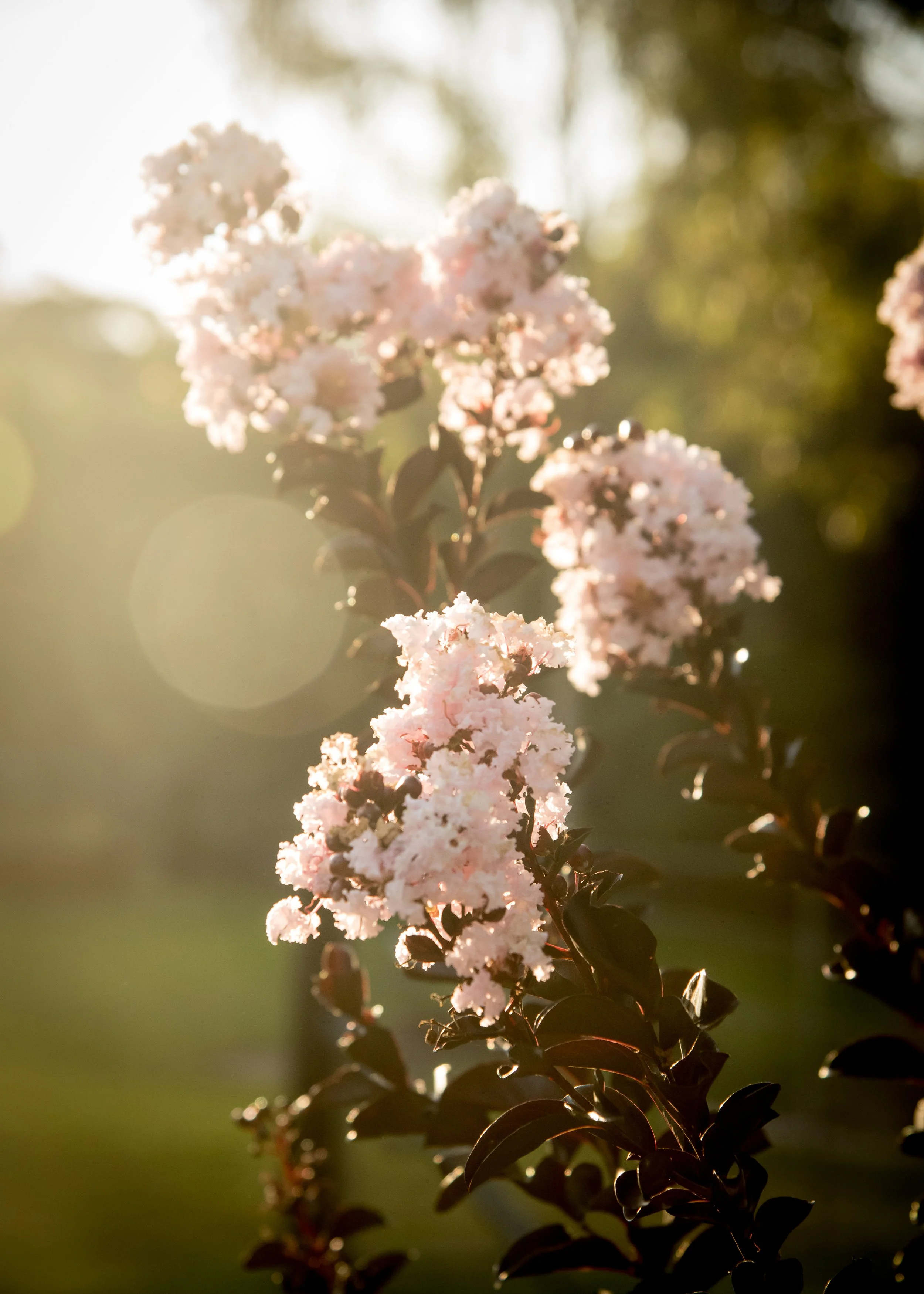 EllaFlora-49.jpg