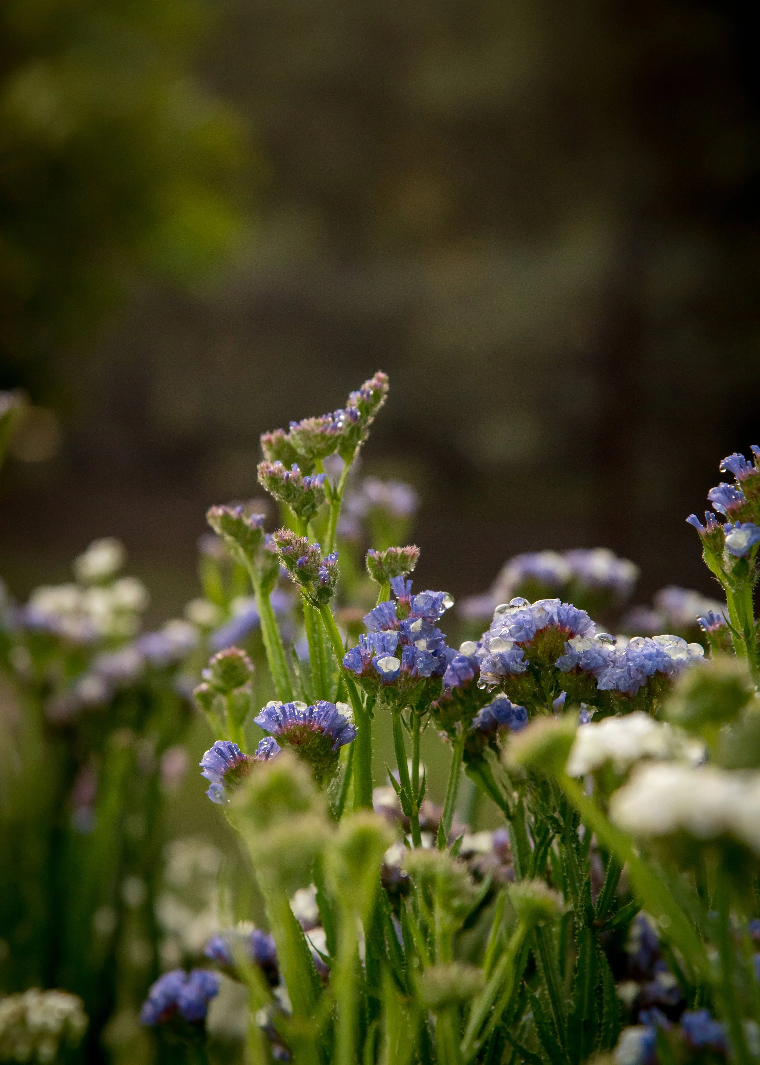 EllaFlora-58.jpg