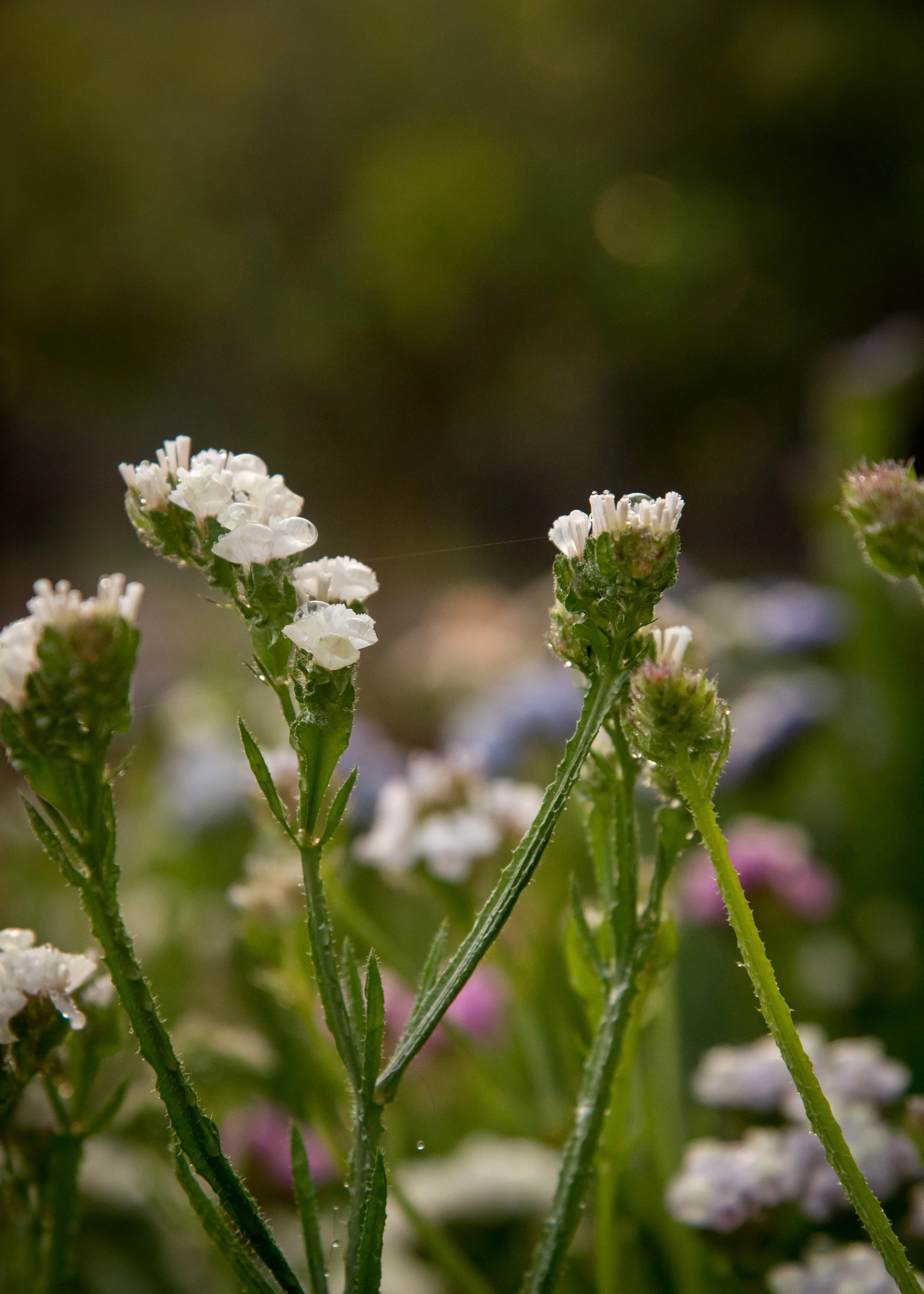 EllaFlora-57.jpg