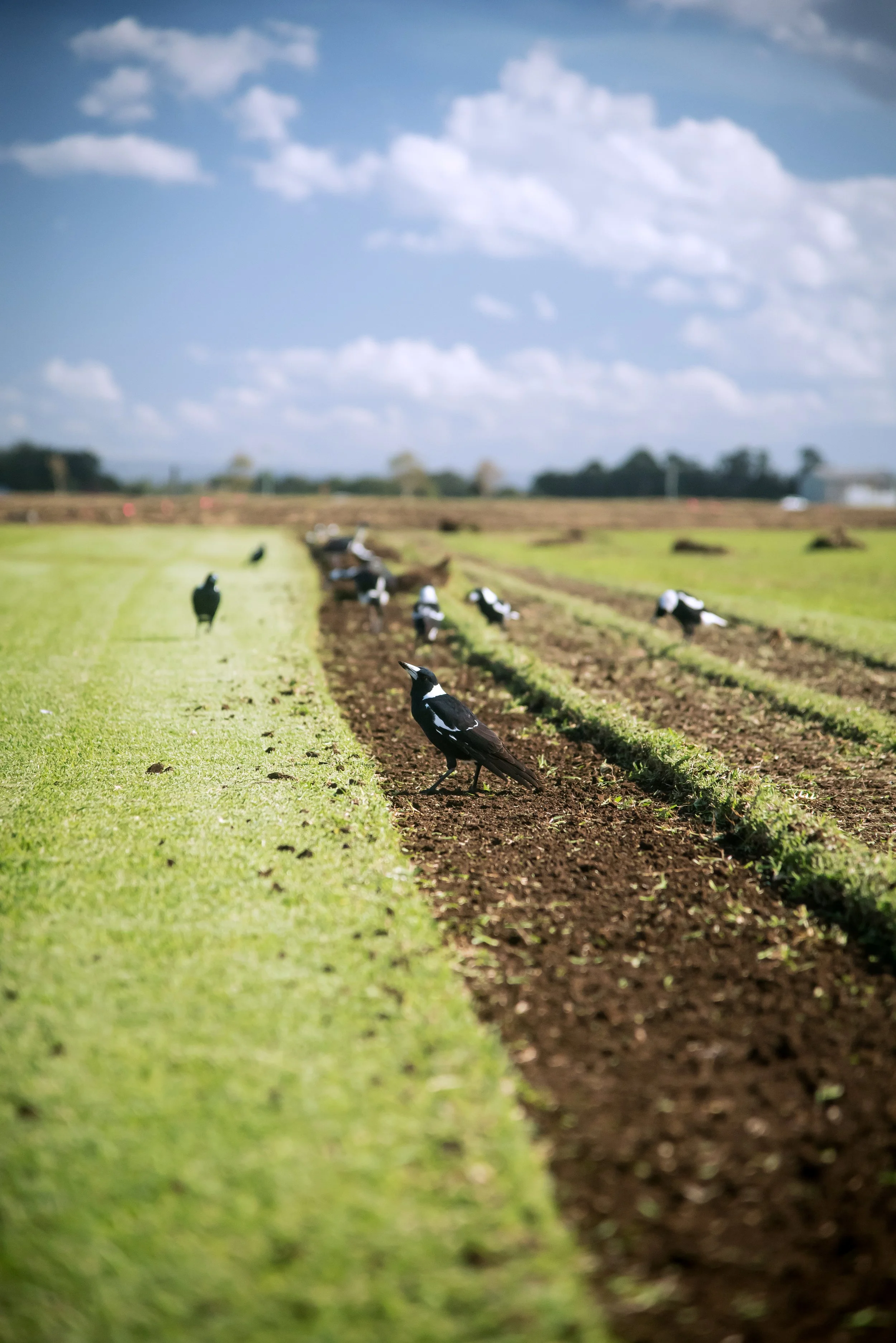 HunterTurfCo-7.jpg