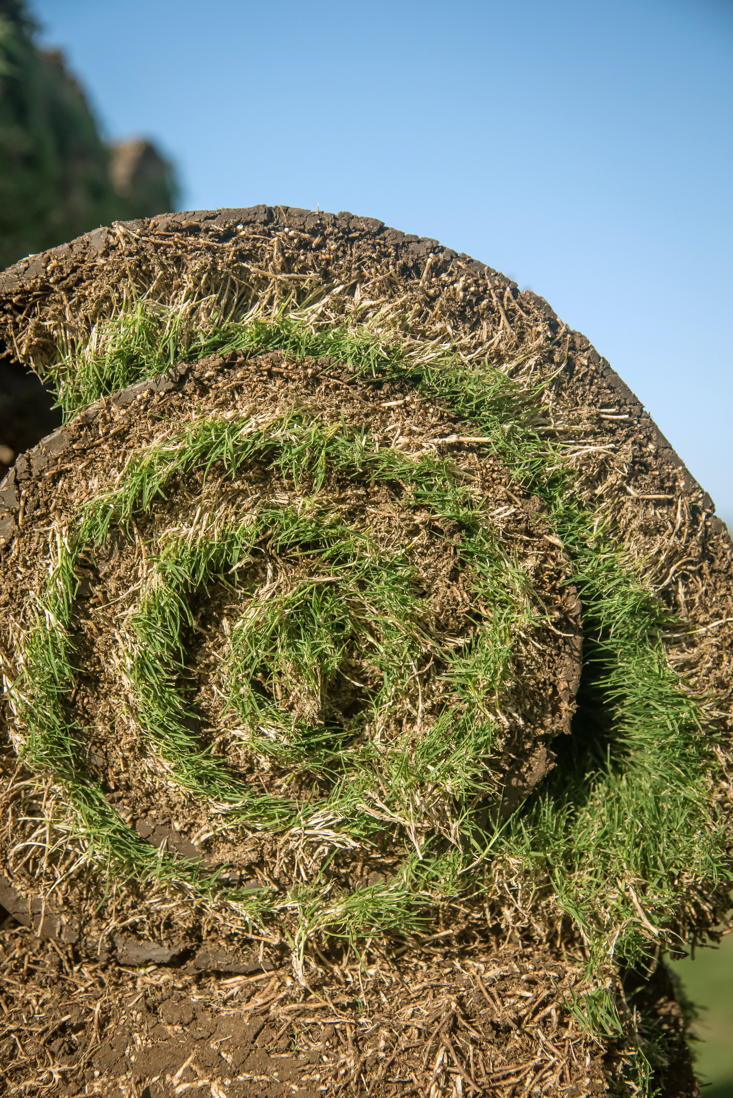 HunterTurfCo-45.jpg