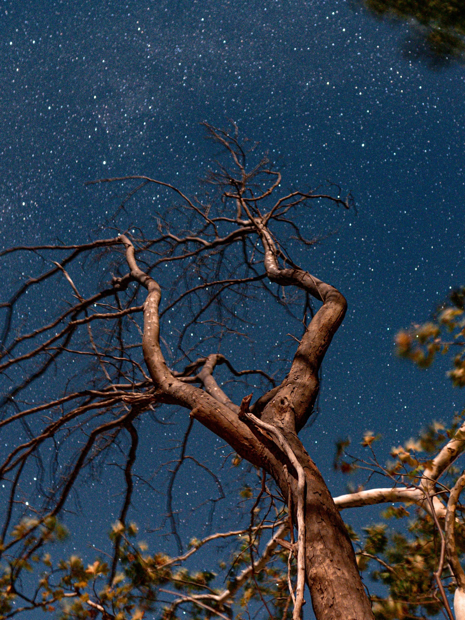 Night sky filled with stars viewed from the ground, with a leafless tree in the foreground.