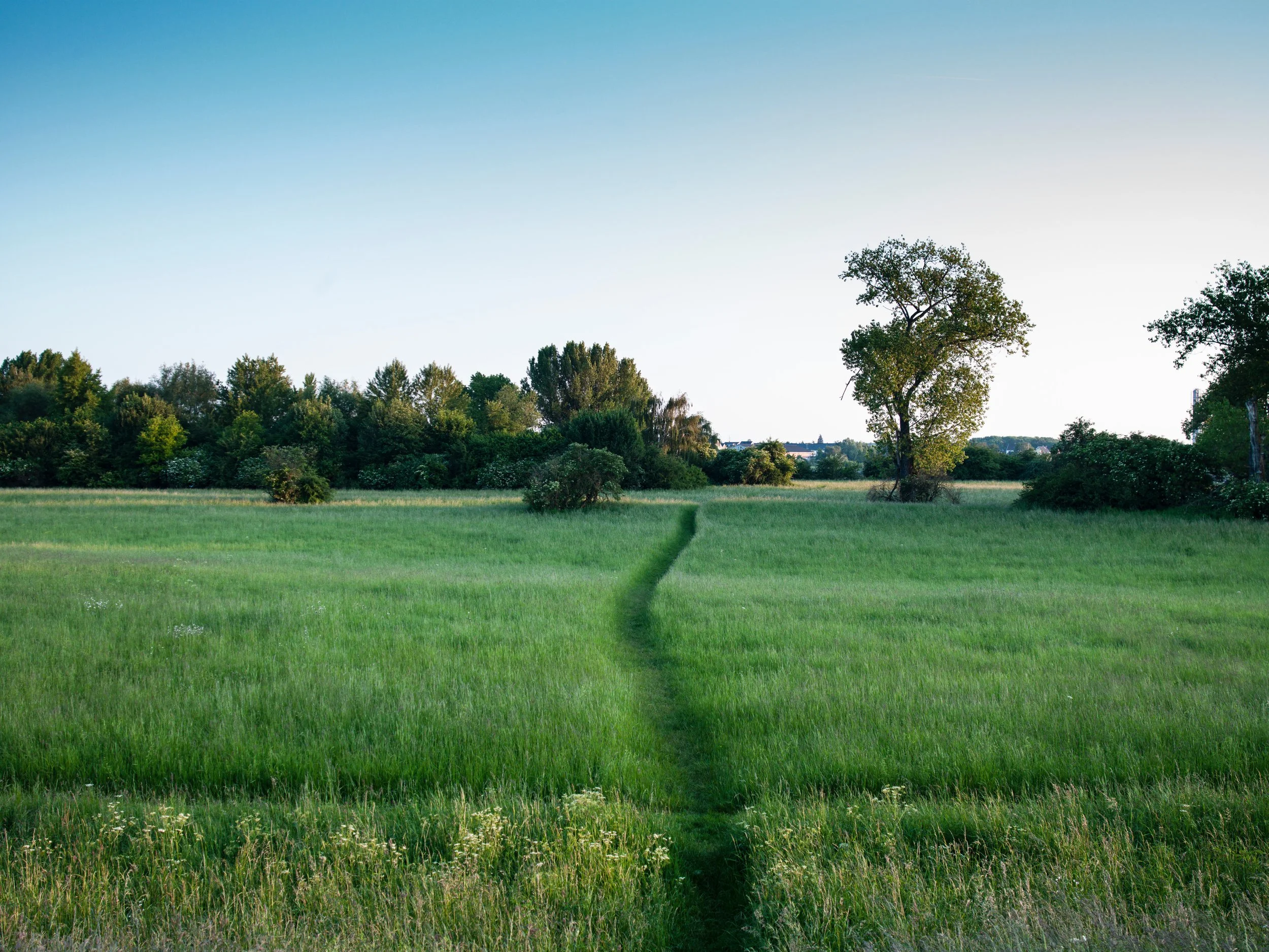 A lush green field with a narrow path running through it, bordered by trees under a clear blue sky.