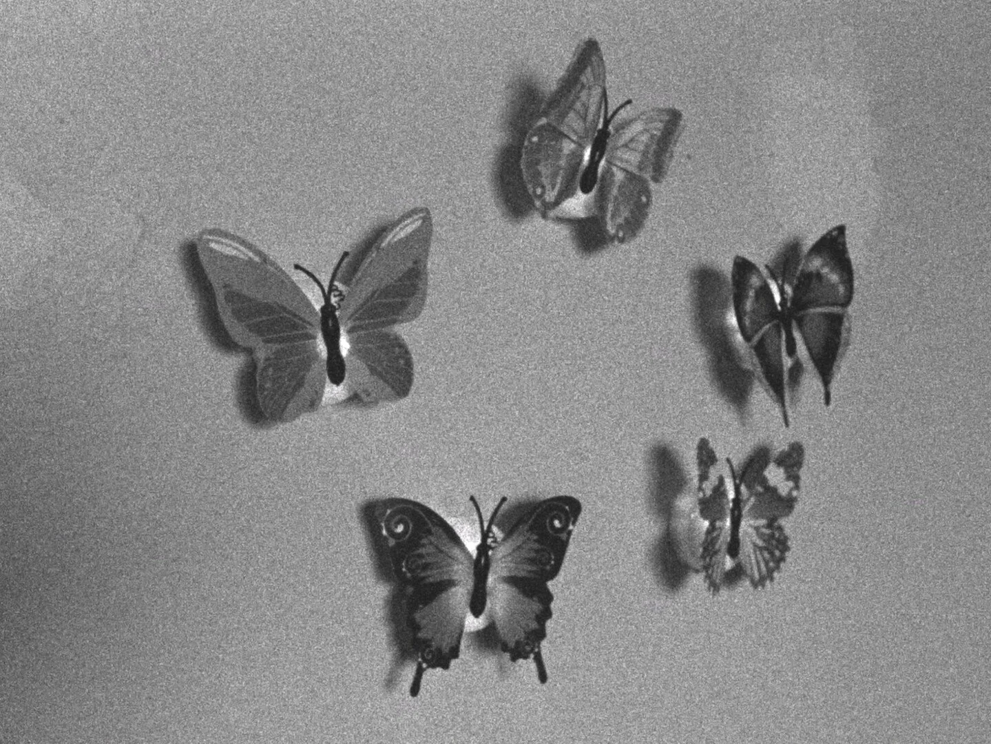 Five butterflies with intricate wing patterns are mounted on a wall, casting shadows behind them, with two located at the top, two in the middle, and one at the bottom.