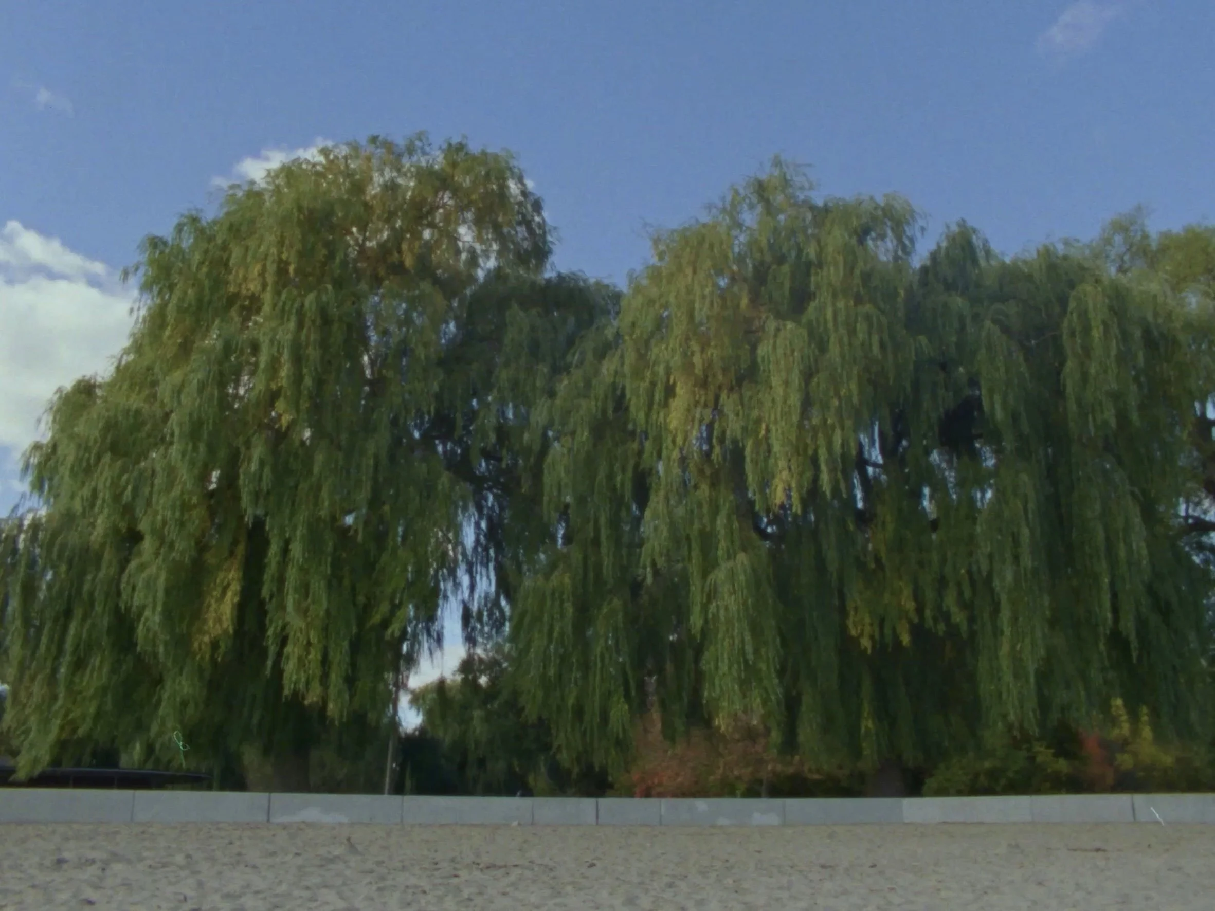 Twin large green weeping willow trees with long, drooping branches under a blue sky with some clouds, seen from a low angle near the ground.