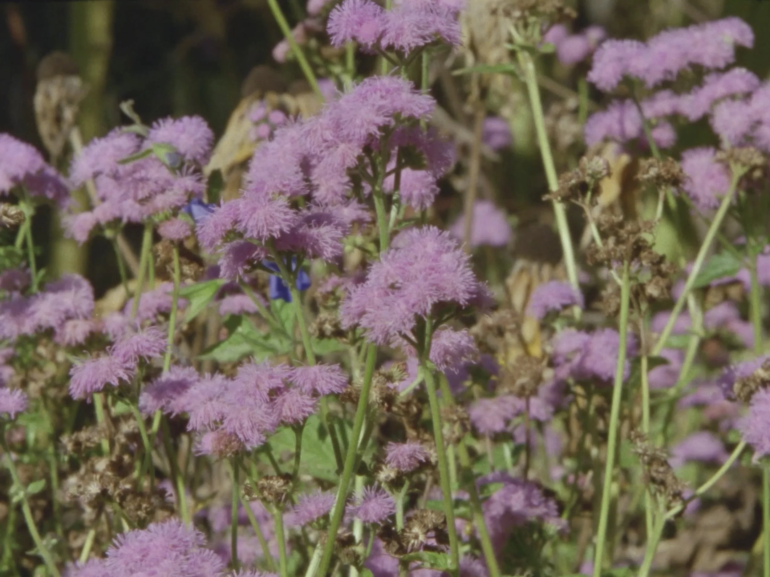 Cluster of pink fluffy flowers with green stems in a garden setting.