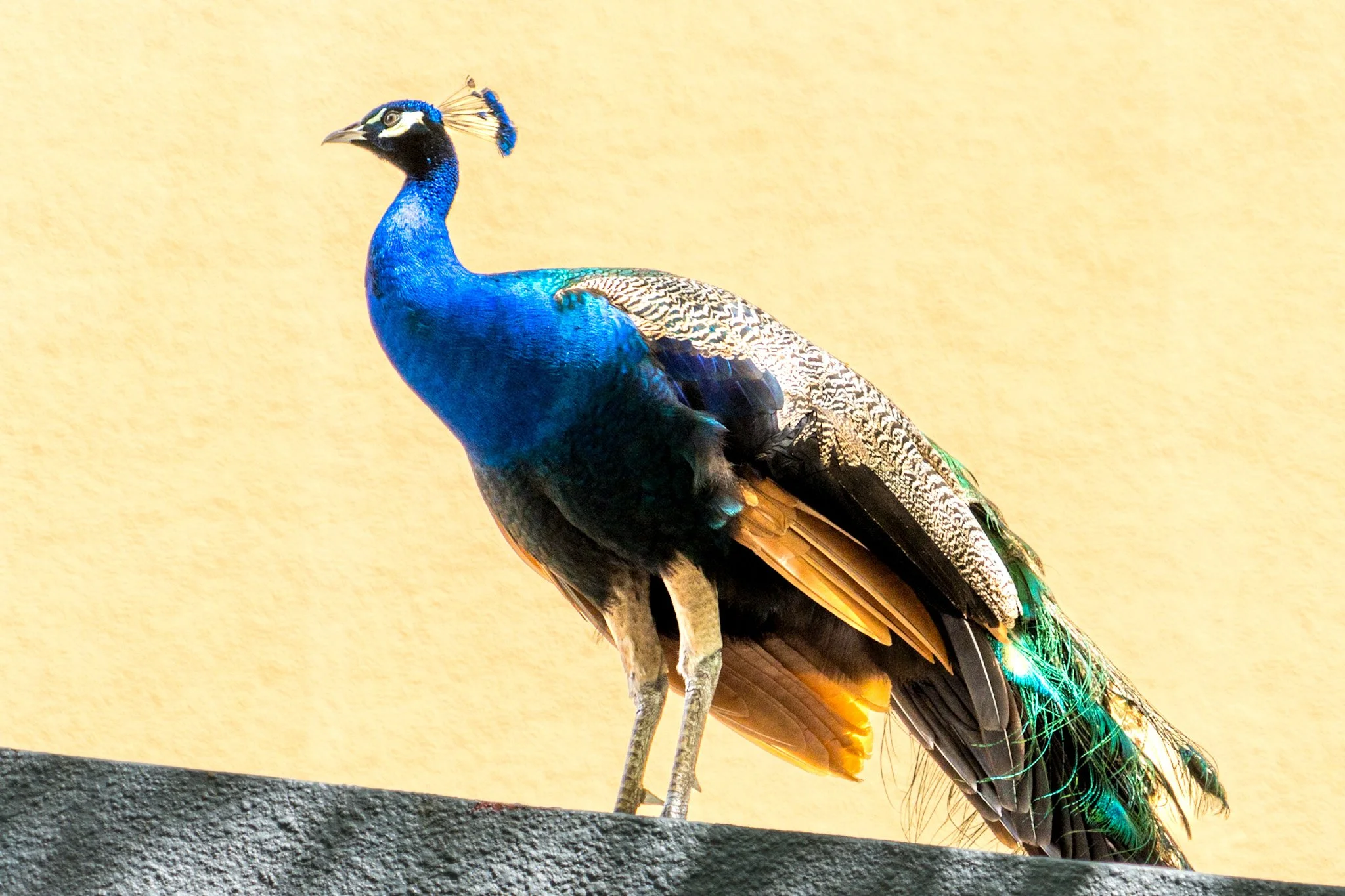Colorful peacock with vibrant blue, green, and brown feathers standing on a ledge against a plain yellow background.
