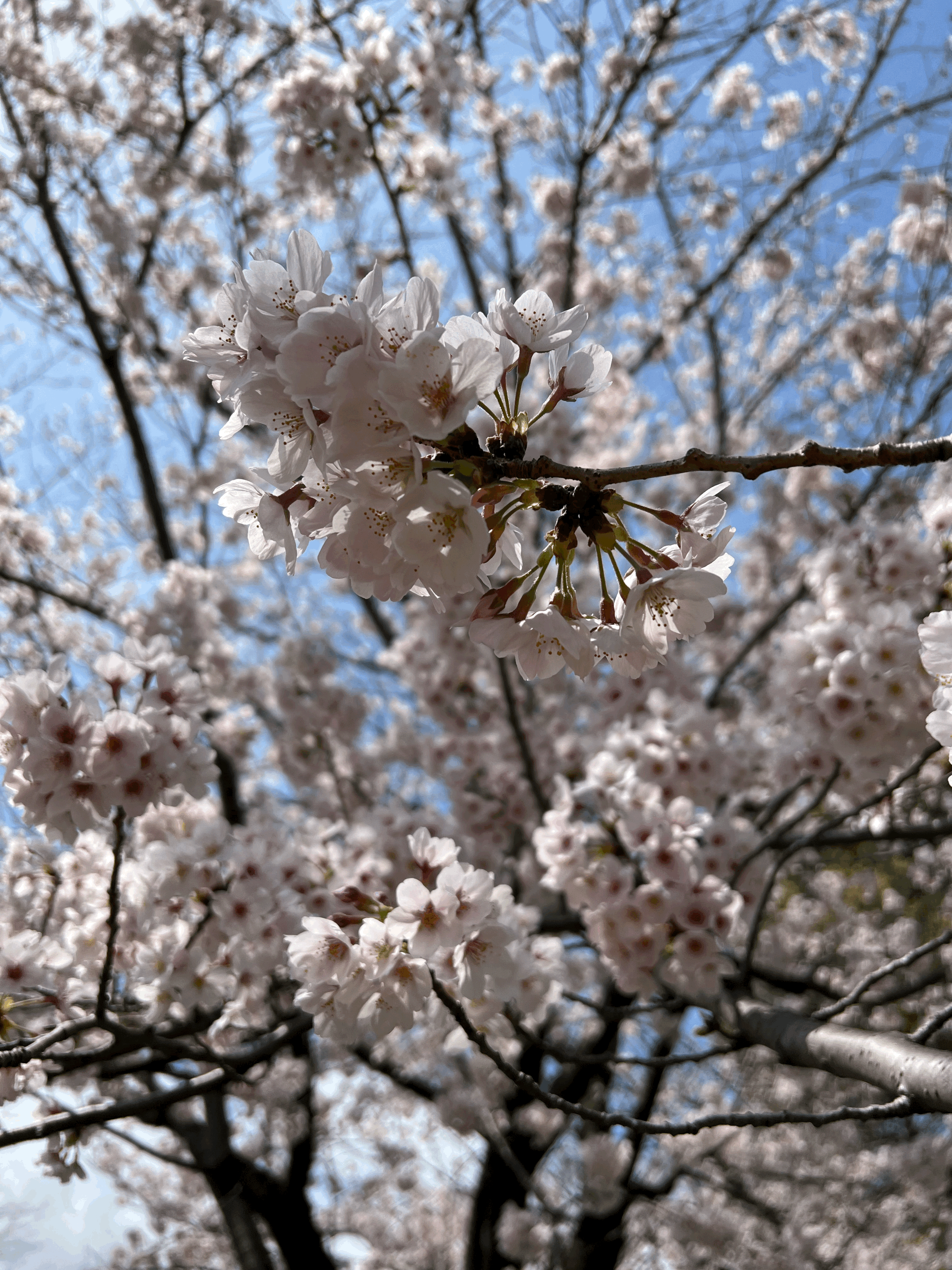 Seasonal Japan Calendar