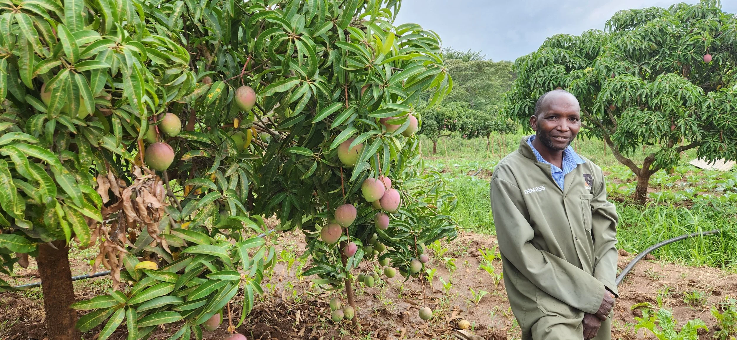 A man in a gray jacket standing in an orchard, smiling, with mango trees bearing ripening mangoes in the background.