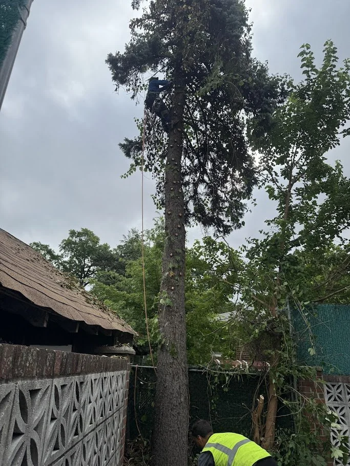 Oranssi project: roof expansion