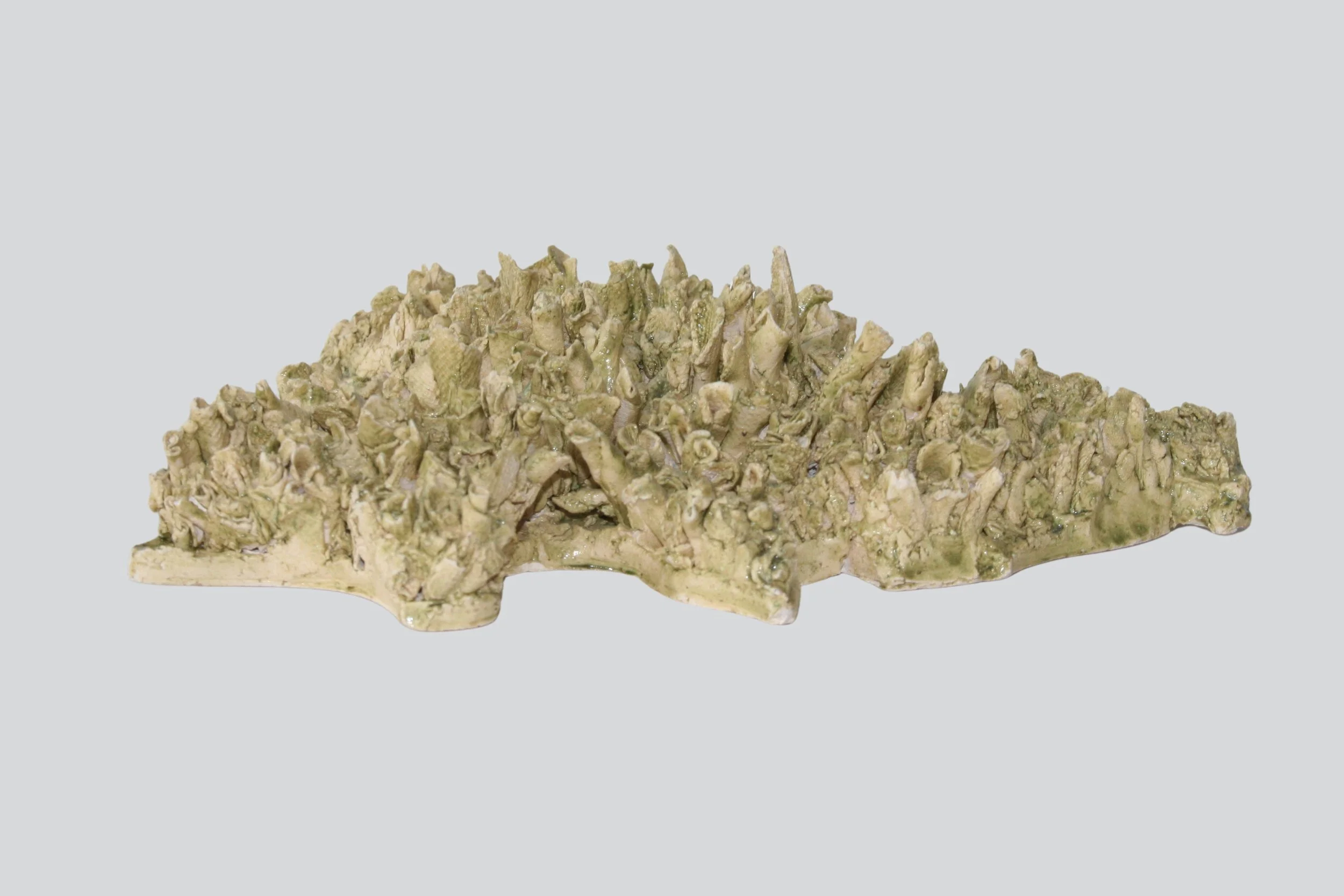 coral2.jpg