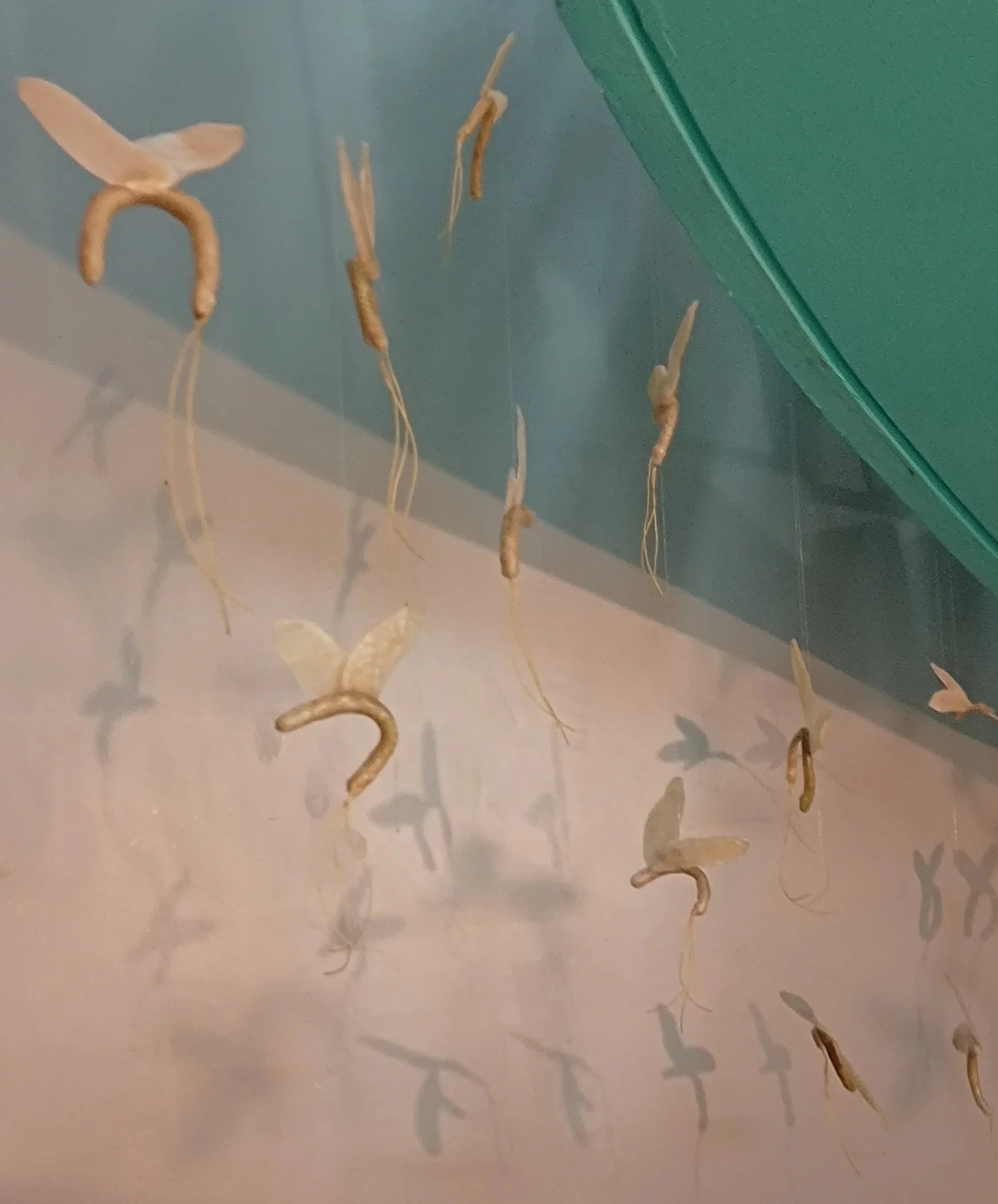 Instalación de Insectos efímeras con cera de abeja y araucaria.