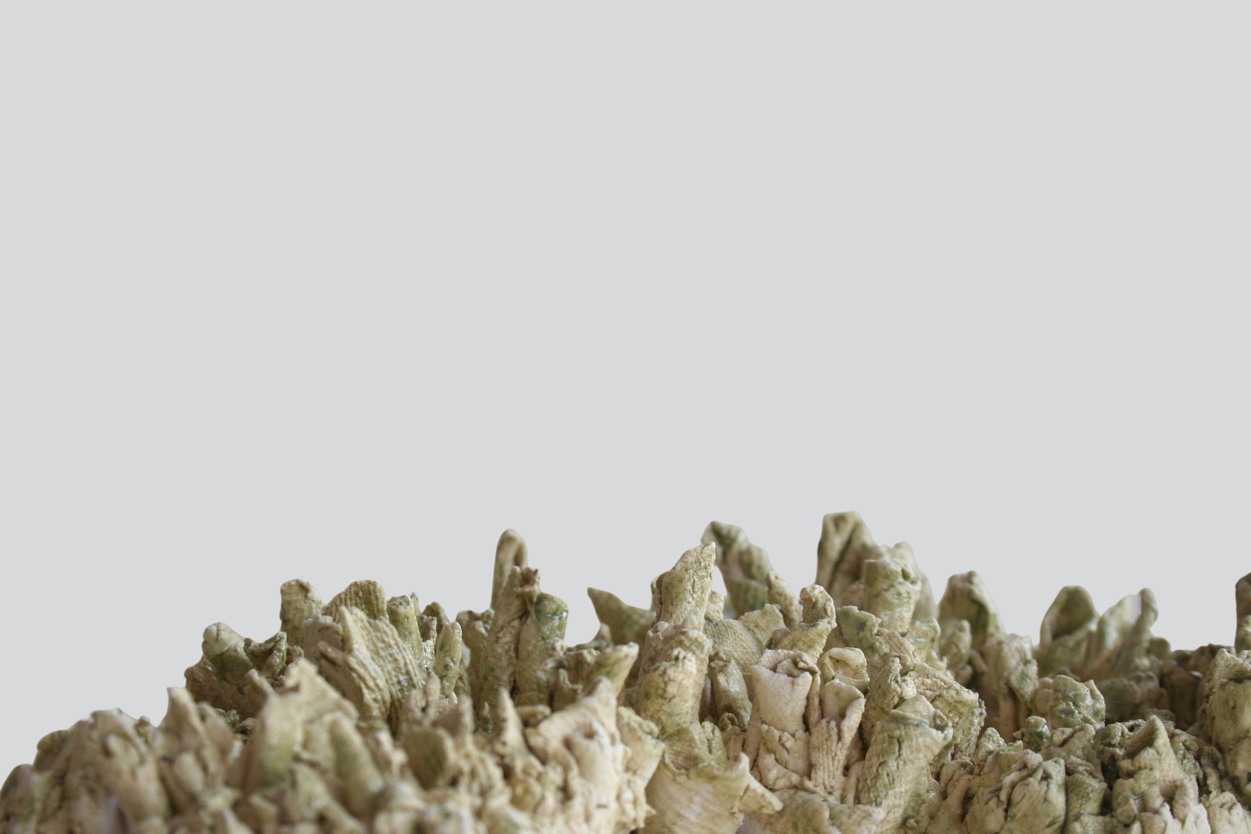 coral3.jpg