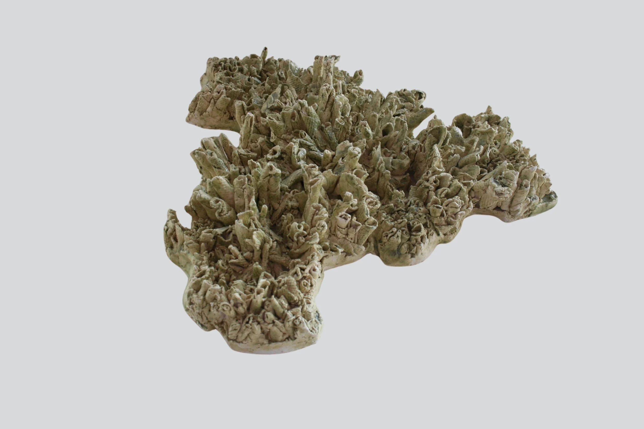 coral1.jpg