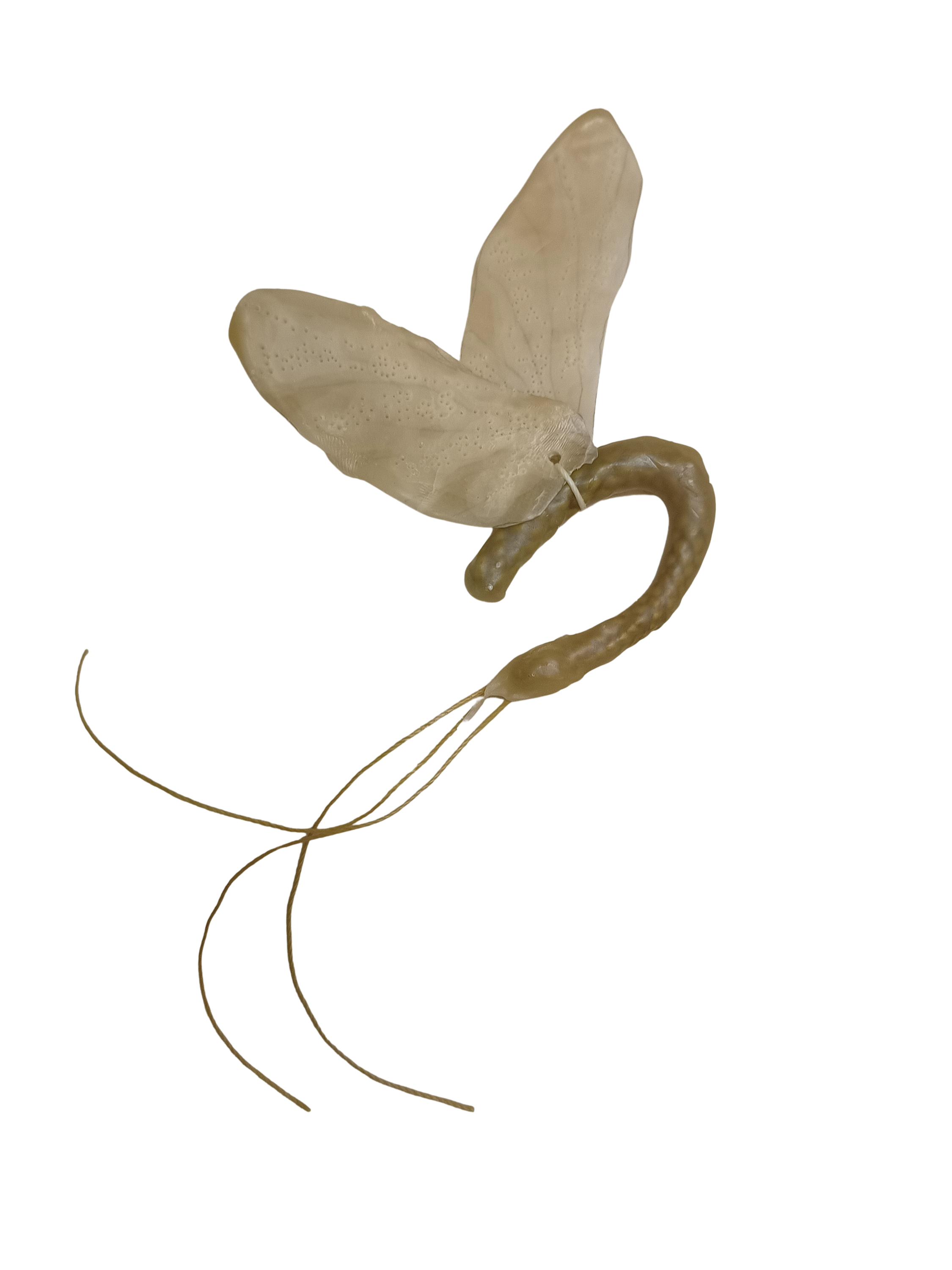 Instalación de Insectos efímeras con cera de abeja y araucaria.