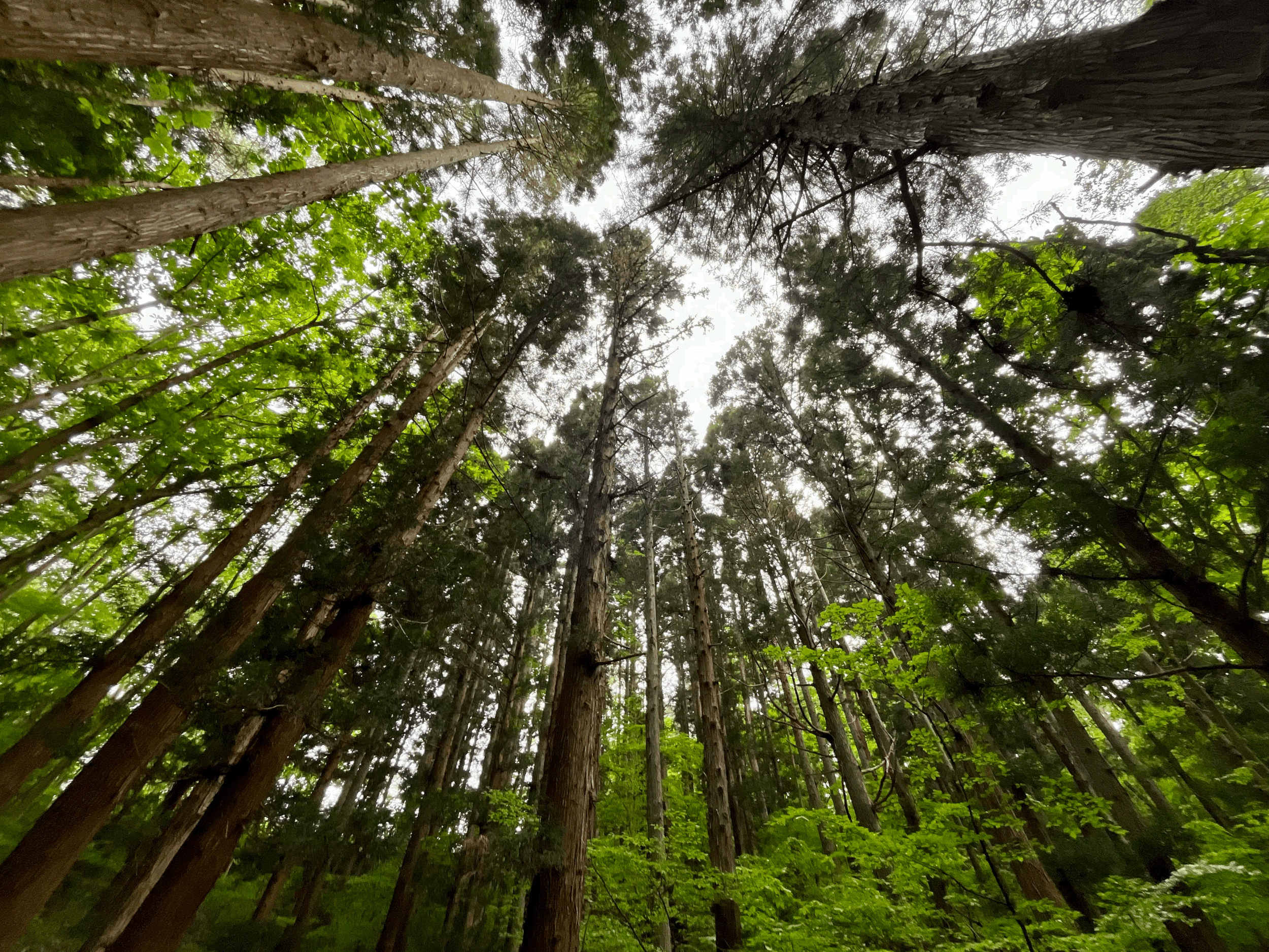 A forest near Jodogahama Bay, Miyako, Japan. Photo by Mike DiGirolamo. 
