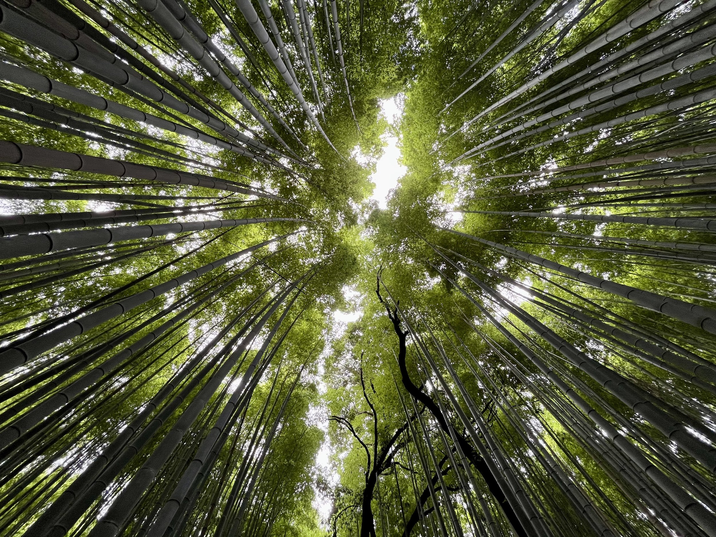 Arashiyama bamboo forest. Kyoto, Japan. Photo by Mike DiGirolamo.