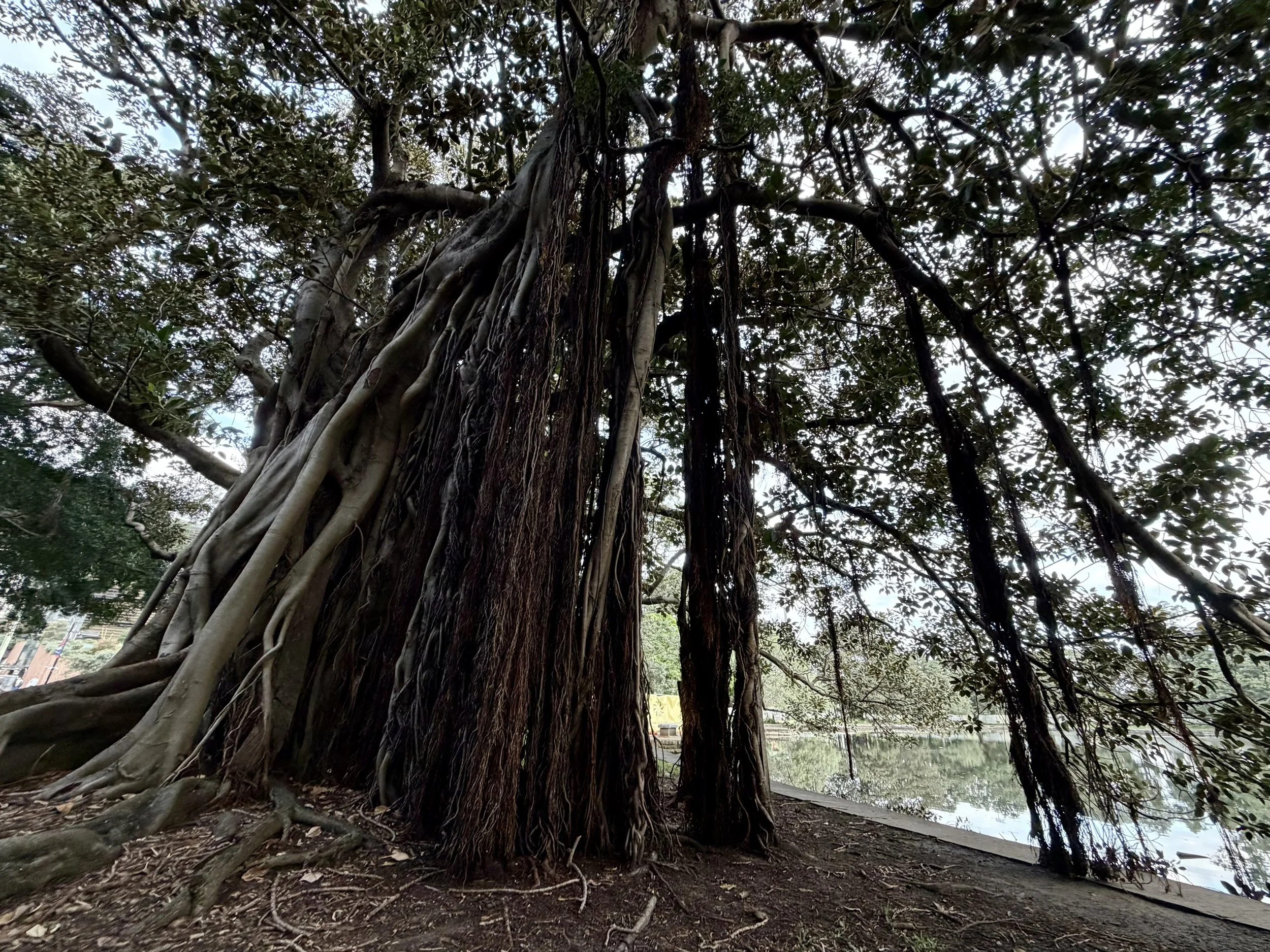 Ficus macrophylla (Moreton Bay Fig tree) near Centennial, Australia. Photo by Mike DiGirolamo.