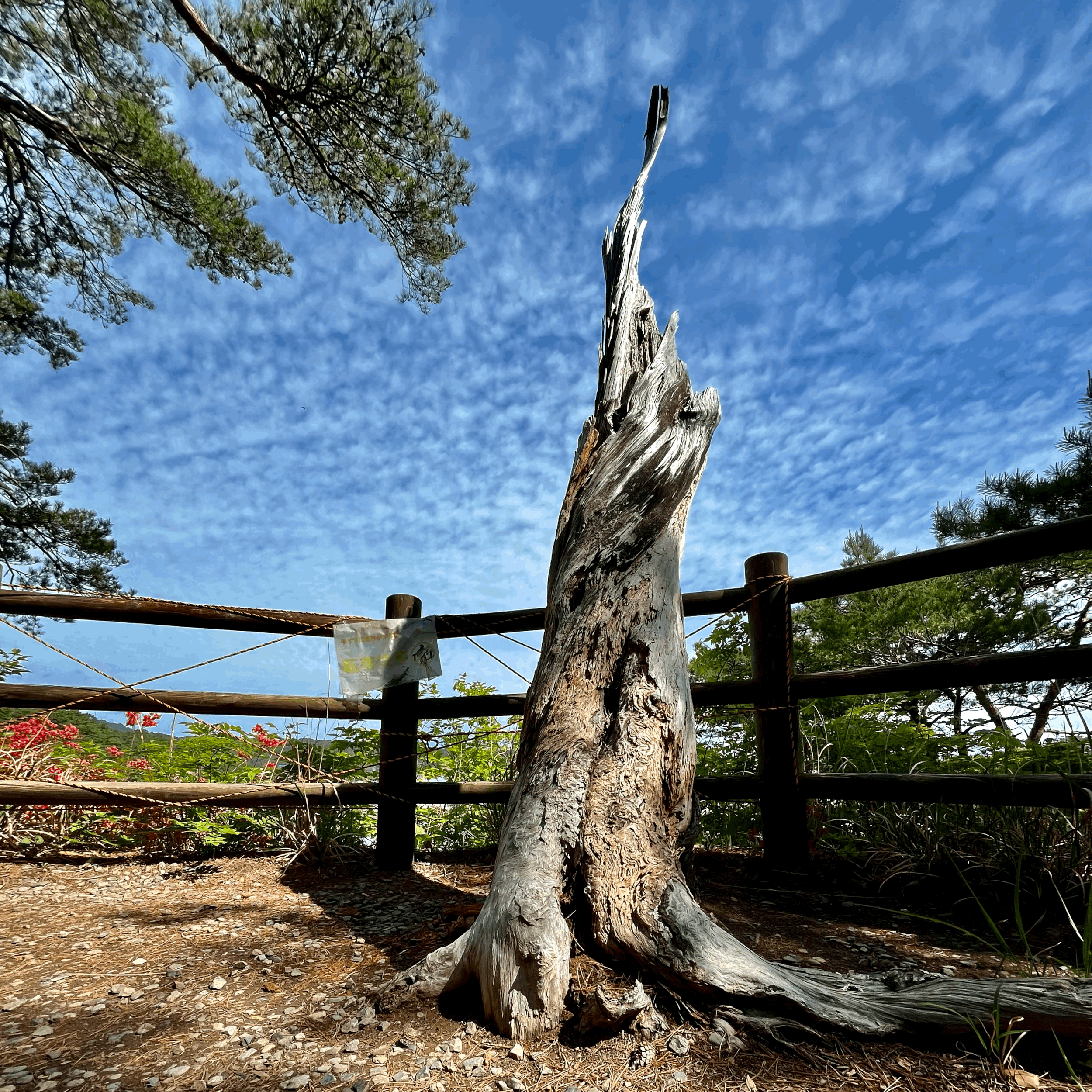A lone tree stump on a cliffside in Jodagahama Bay, Miyako, Japan. Photo by Mike DiGirolamo. 