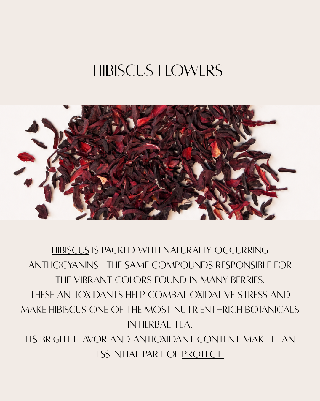 hibiscus web.png