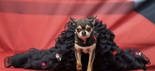Chihuahua Fashion Show