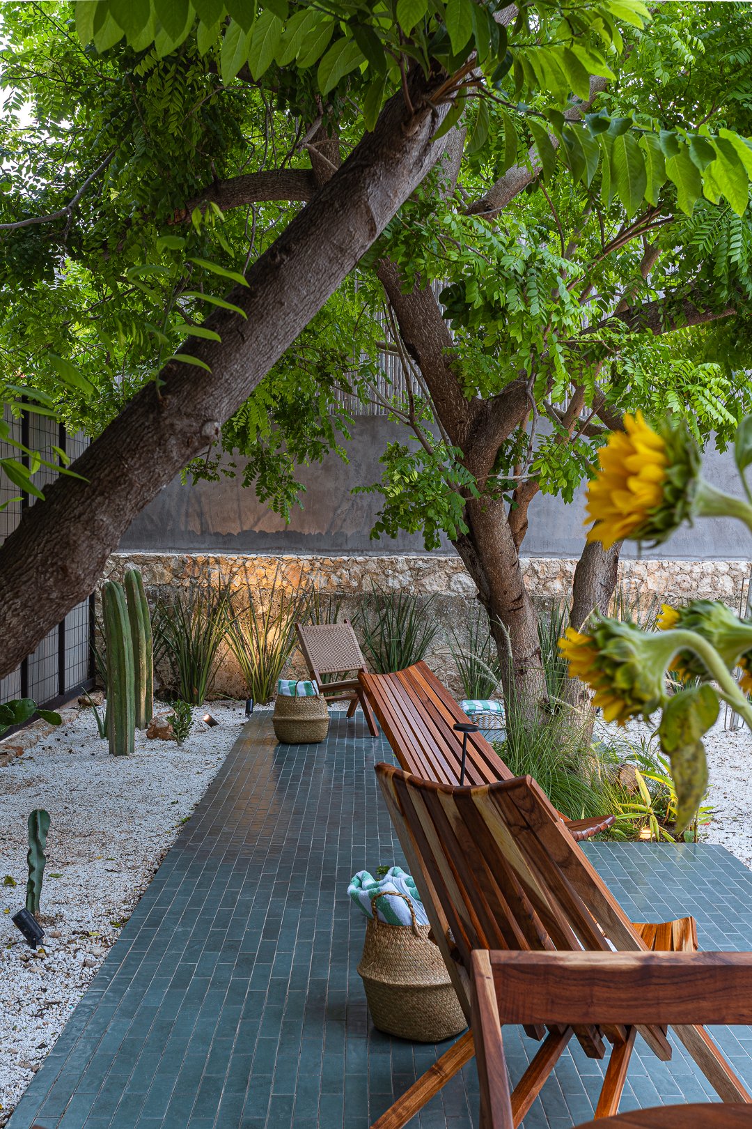 Outdoor seating area with wooden benches, chairs, a cactus, and yellow flowers beneath a large leafy tree, with a stone wall in the background.