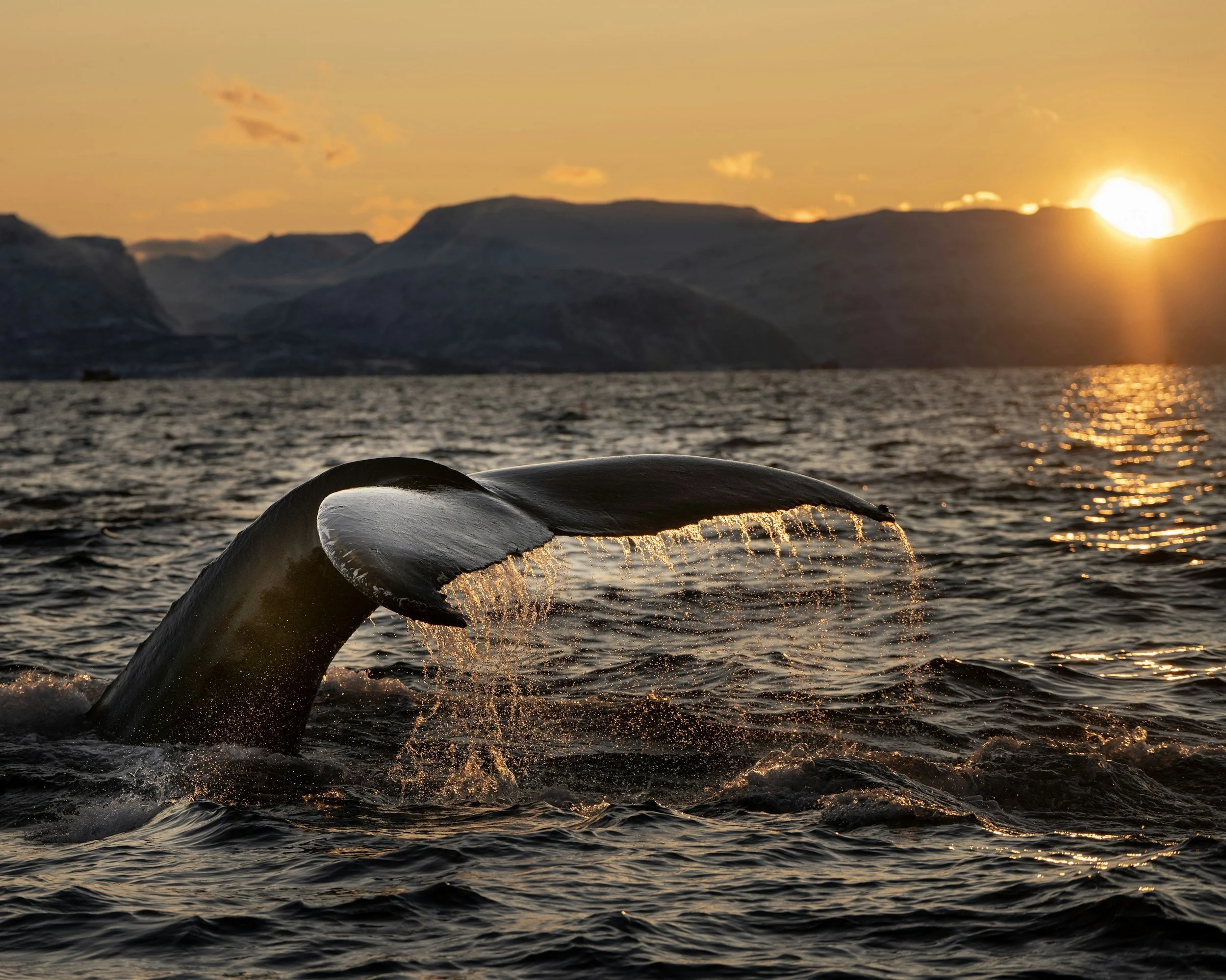 A whale's tail emerging from the ocean at sunset with mountains in the background.