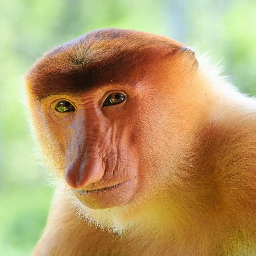 A close-up of a monkey's face with a mix of human-like and animal features against a blurred green background.
