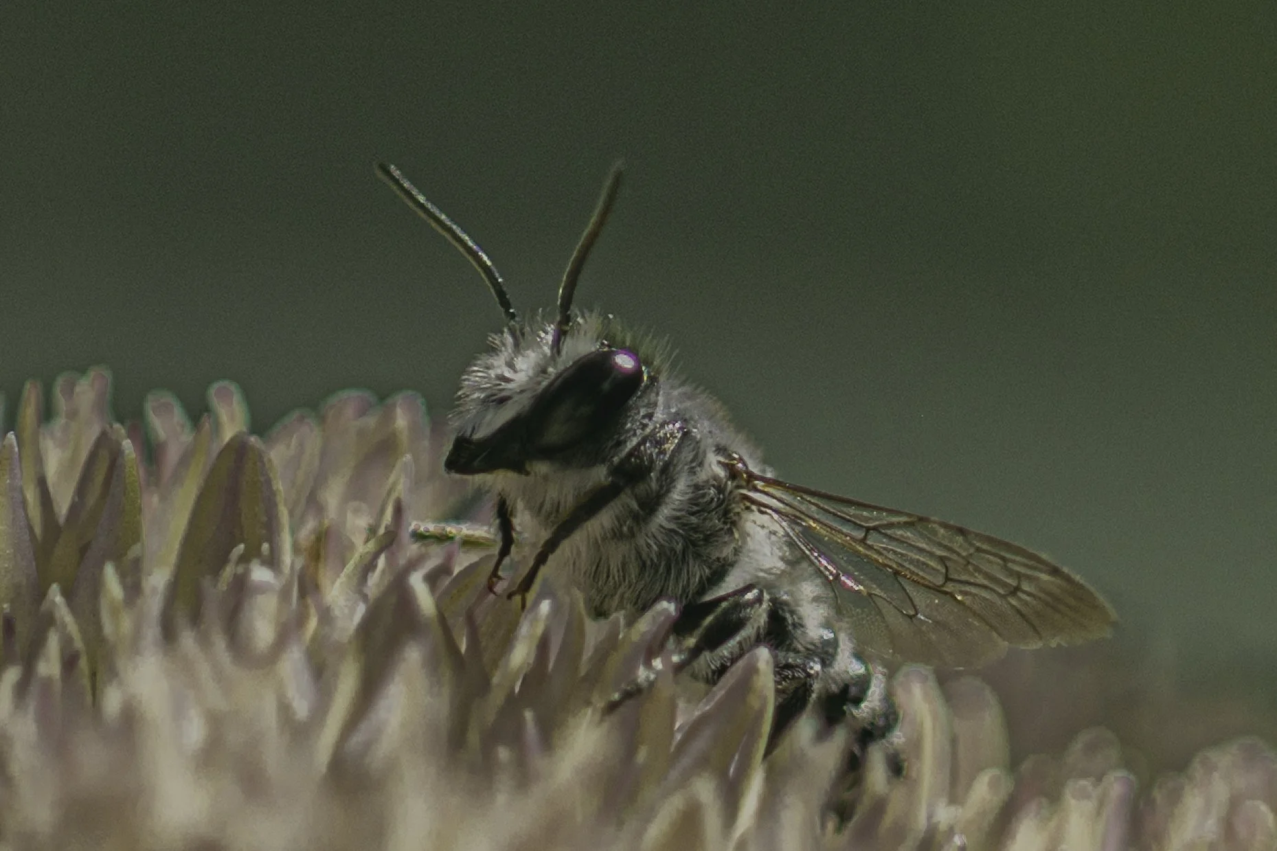 fsteigmann_Bee.jpg