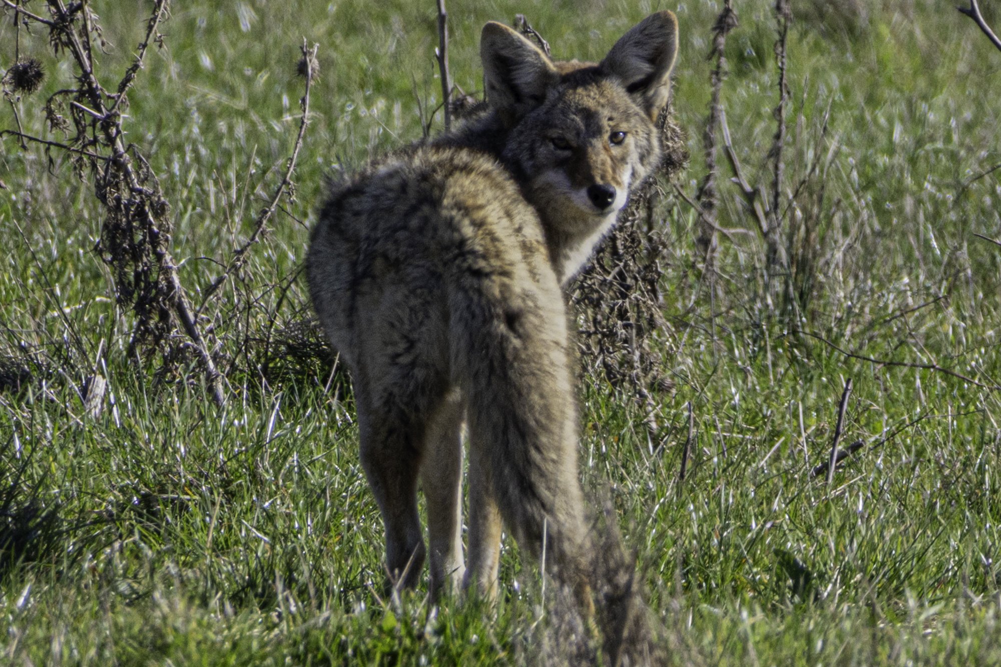 web.steigmann.coyote.jpg